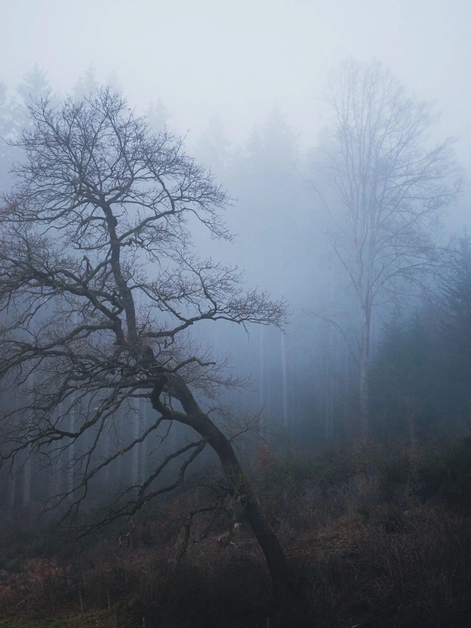 Einzelbaum im Weißraum