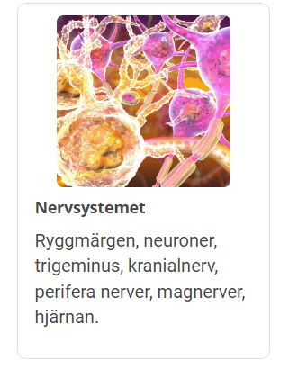 nervsystemet med text.png