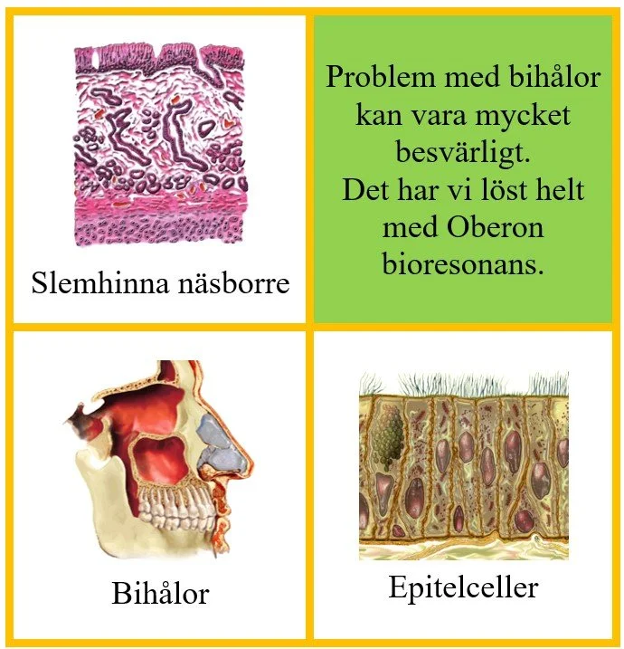 Bihålor.jpg