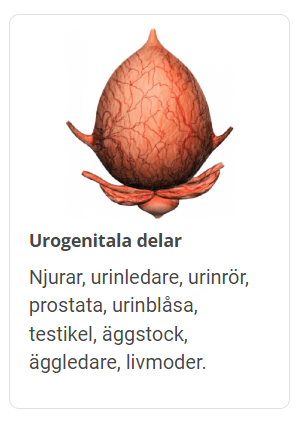Urogenitalier.png
