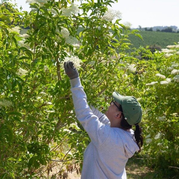 Low-calorie soft drinks for office.jpeg
