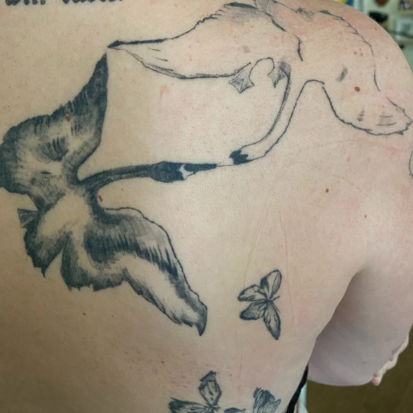 A healed piece from early 2024 (one of my first tattoos!) on my friend. My style has changed a bit since then but I really love how textural some of these early pieces are. 

#brisbanetattoo #illustrativetattoo #tattoo #finelinetattoo #abstracttattoo