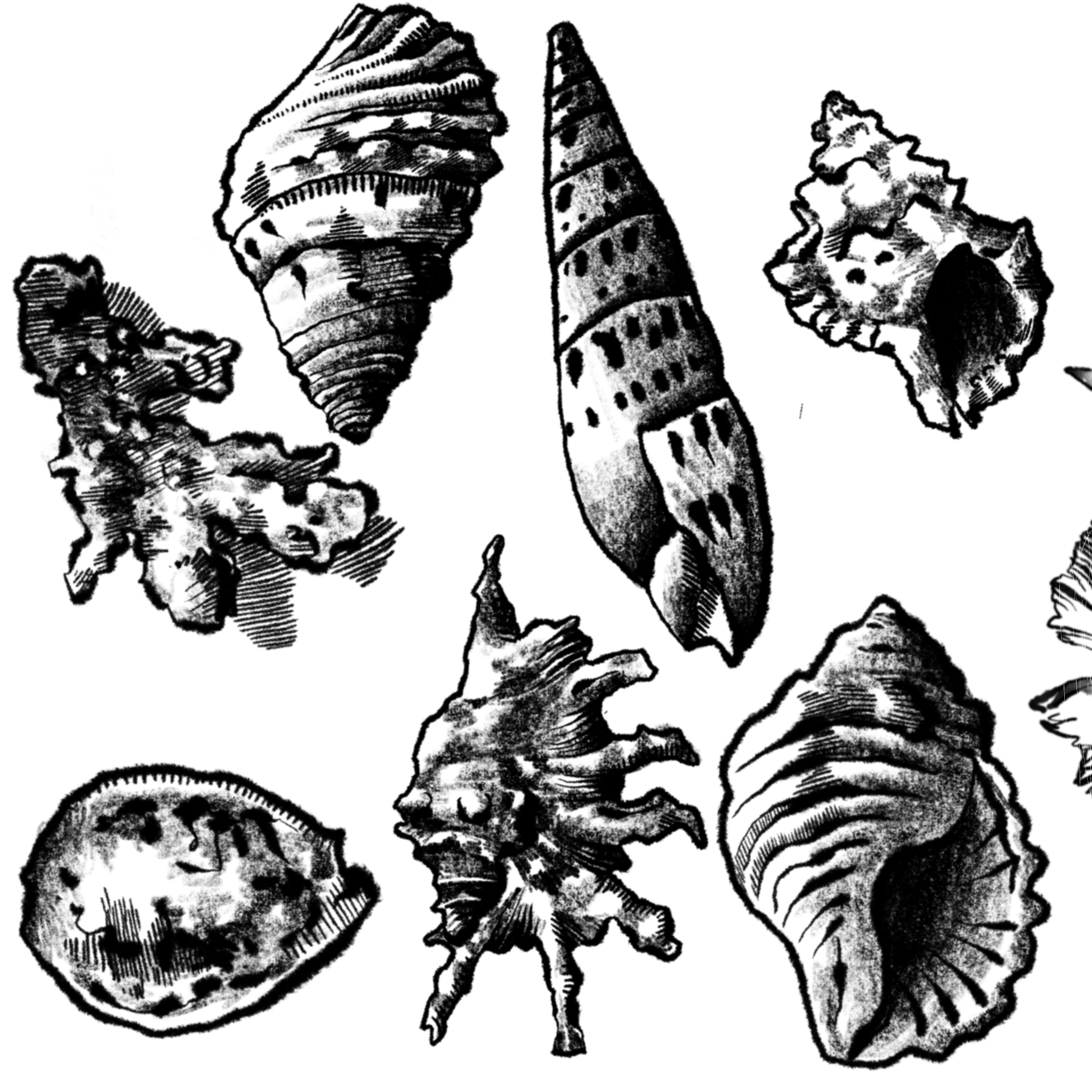 IMG_7161.PNG