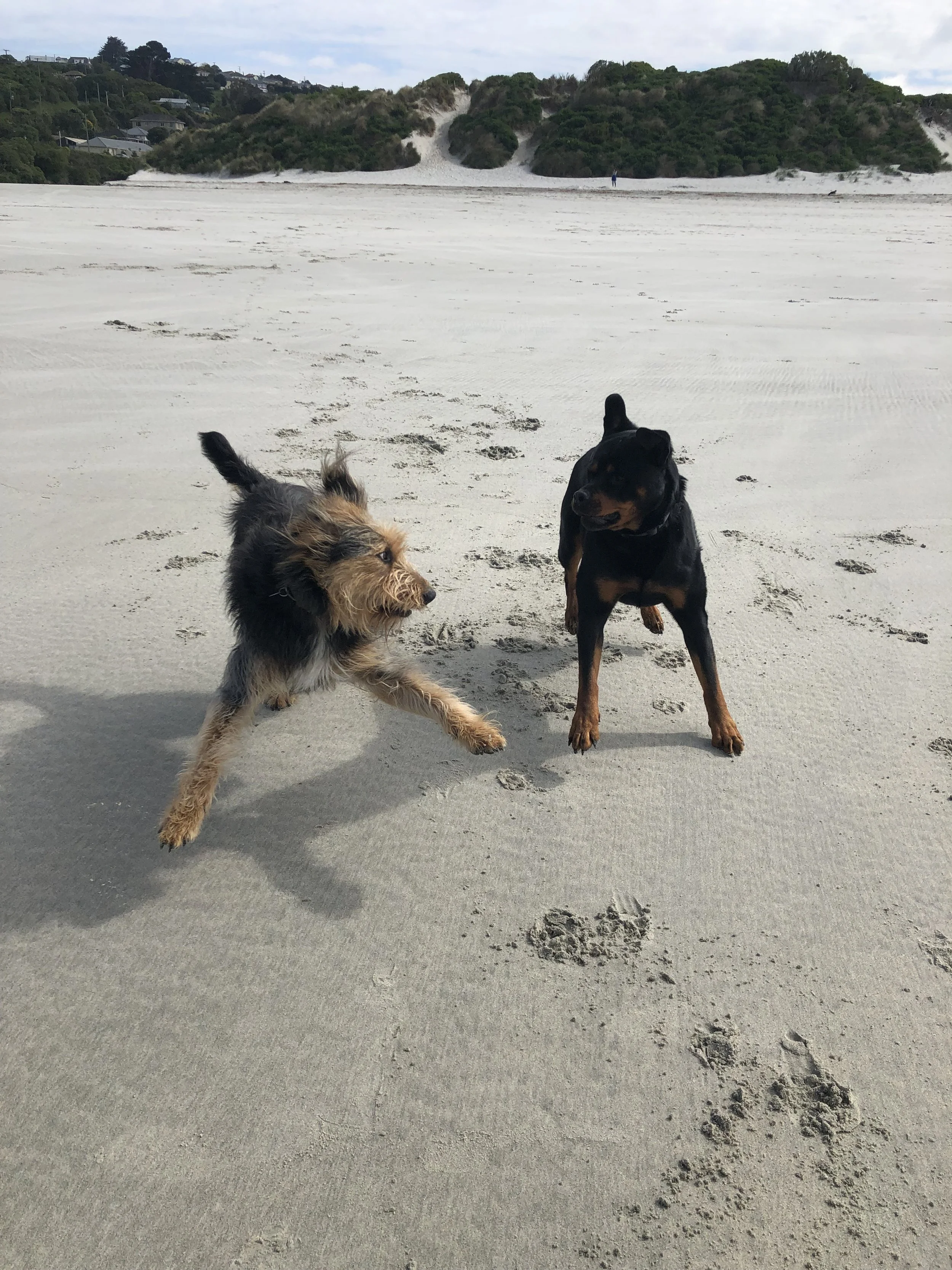 Two dogs playing on a sandy beach with grassy dunes in the background.