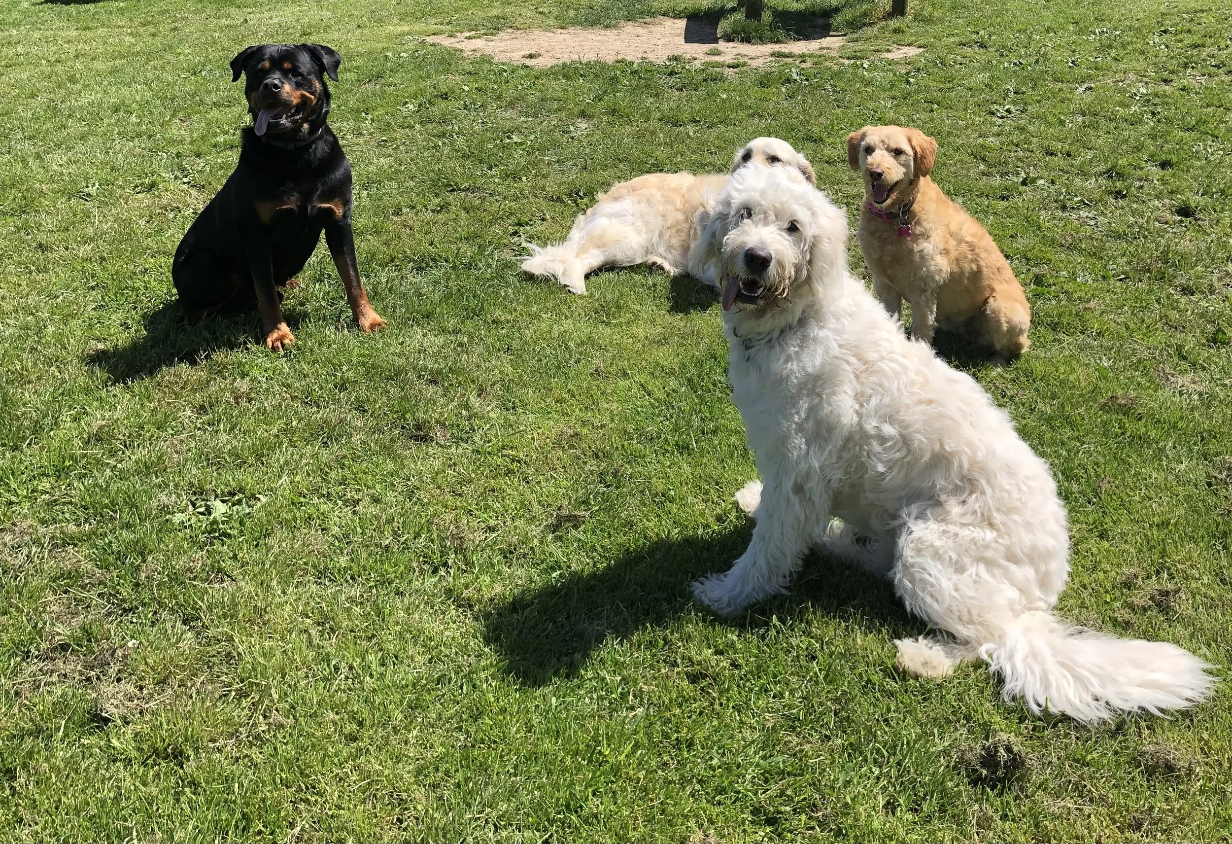 Four dogs sitting on grass in a park on a sunny day