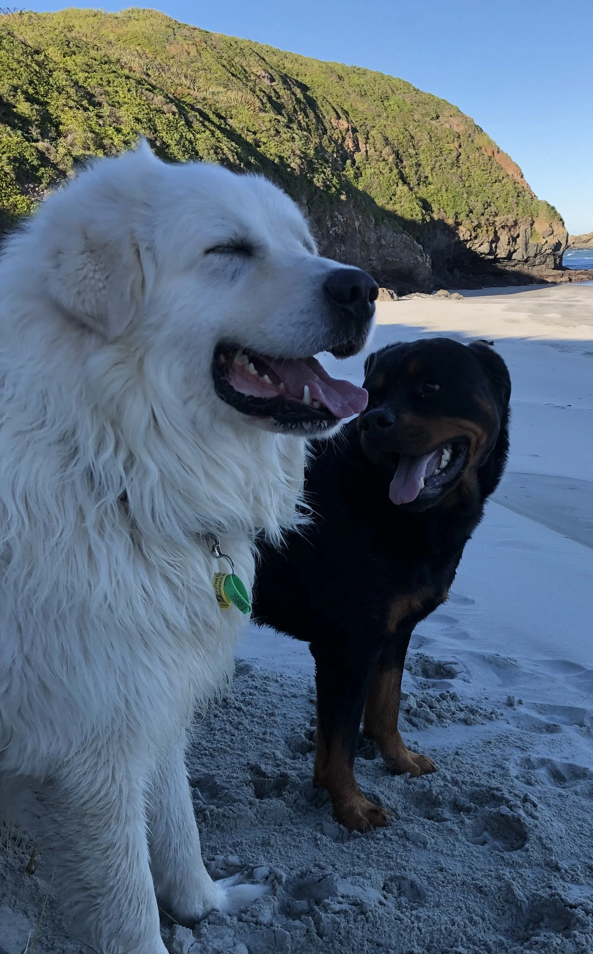 Two dogs on a sandy beach with green hills in the background; one dog is white and the other is black and brown.
