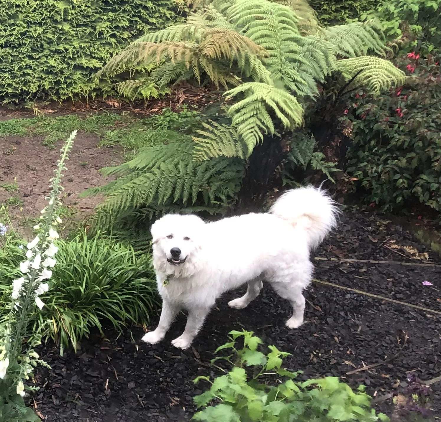 White fluffy dog standing on a path in a garden with green plants and ferns around.