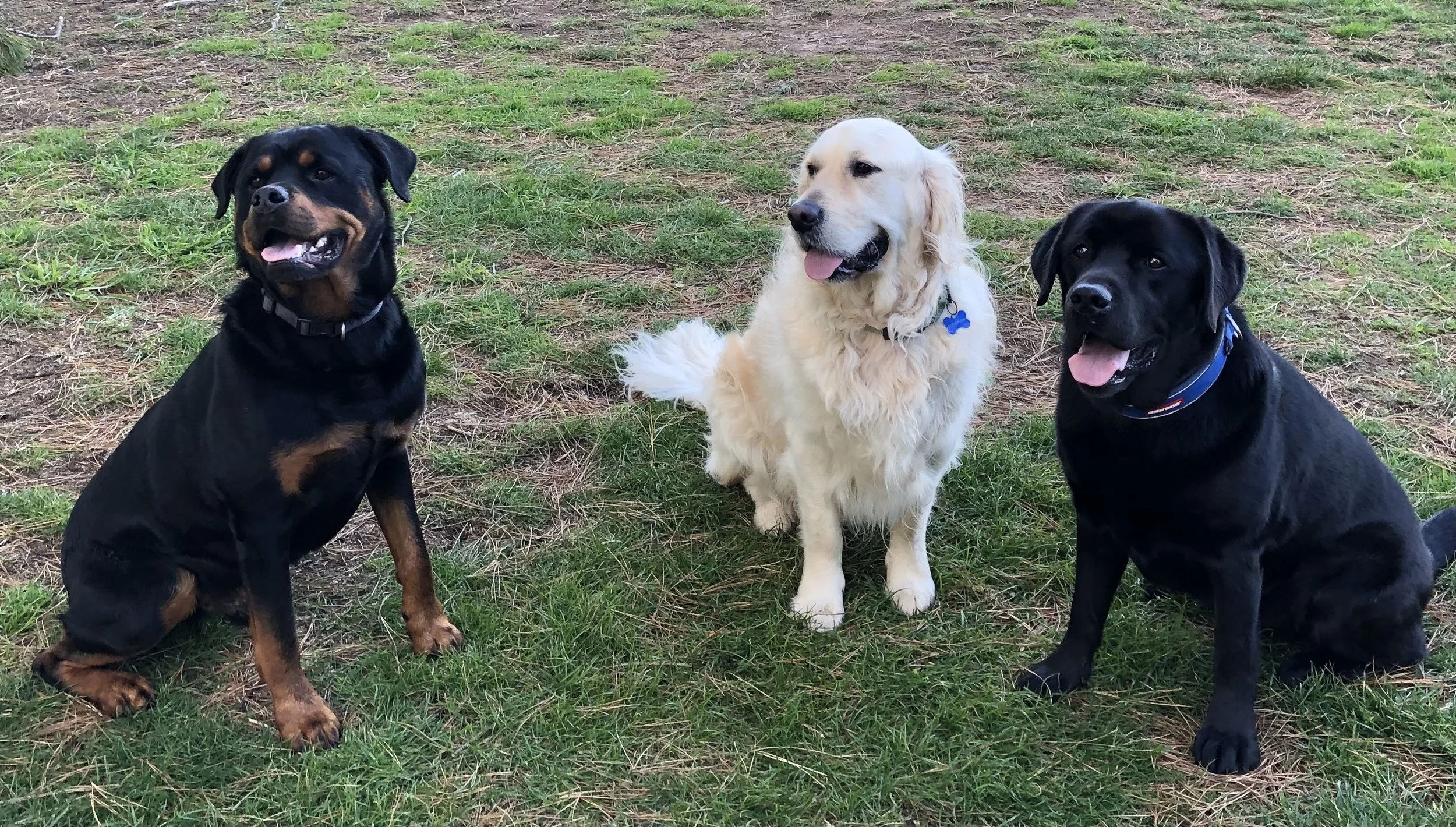 Three dogs sitting on grass, including a Rottweiler, a Golden Retriever, and a Labrador Retriever.
