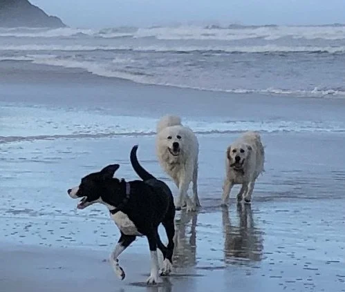 Three dogs playing on a beach near the ocean.