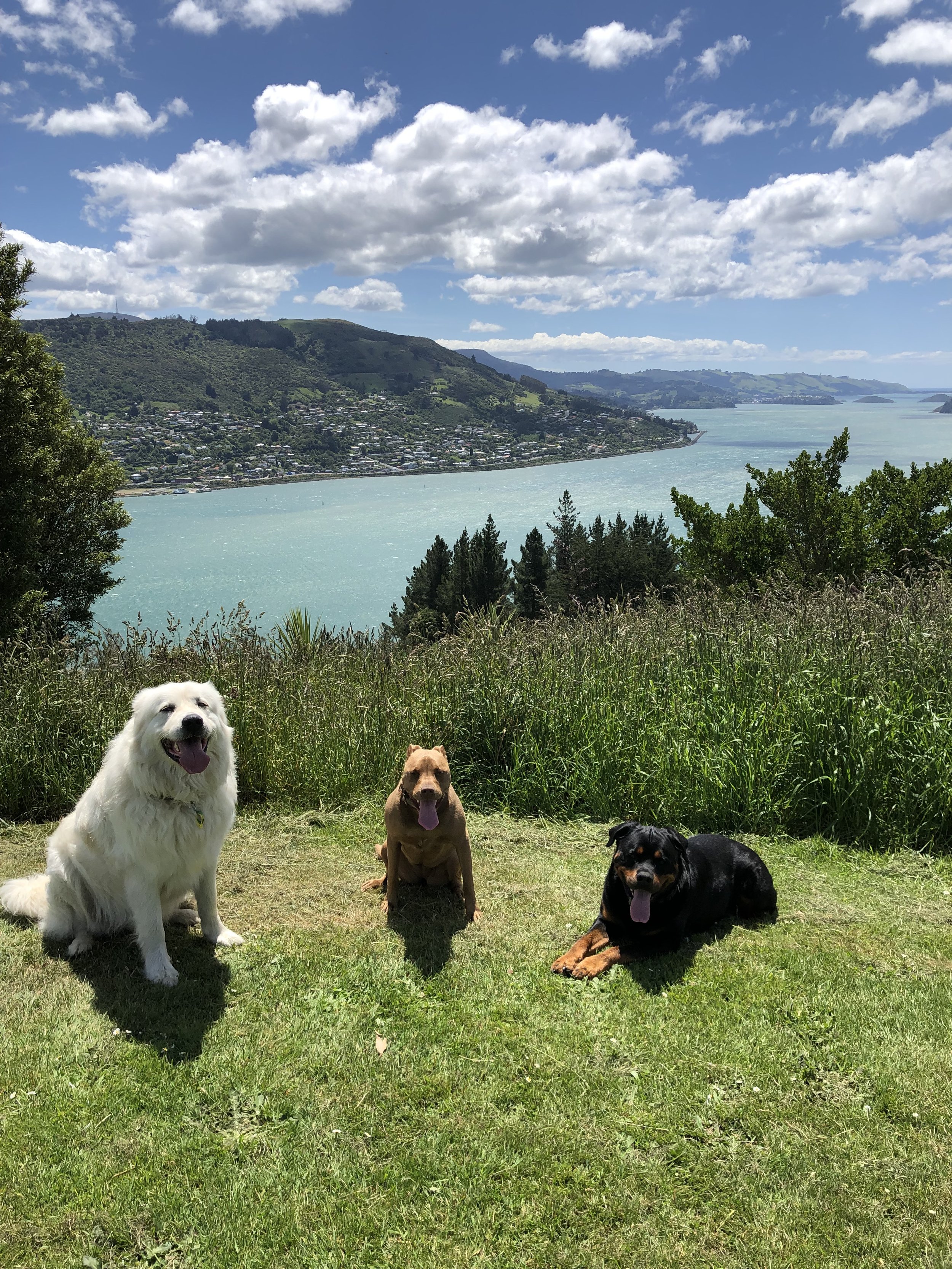 Three dogs sitting on a grassy hill overlooking a coastal landscape, with blue water and a hilly backdrop under a partly cloudy sky.