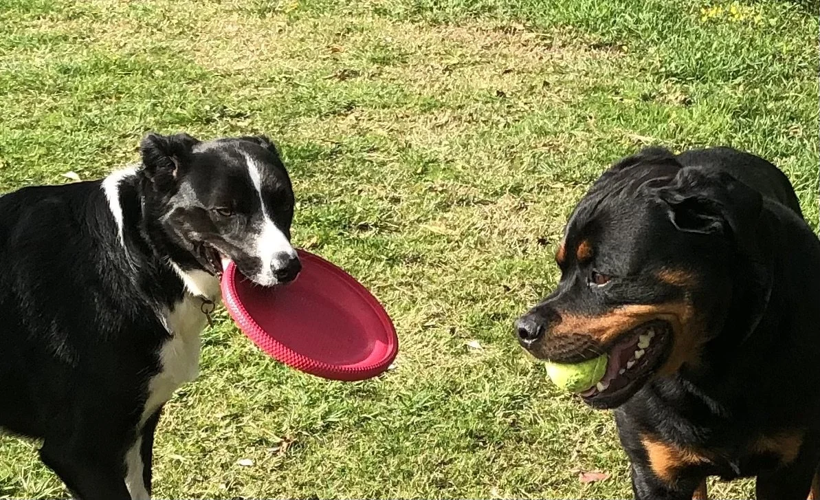 Two dogs playing on grass, one holding a red frisbee and the other a green tennis ball.