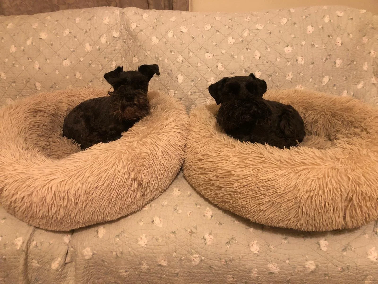 Two black dogs resting in fluffy, round pet beds on a floral-patterned sofa.
