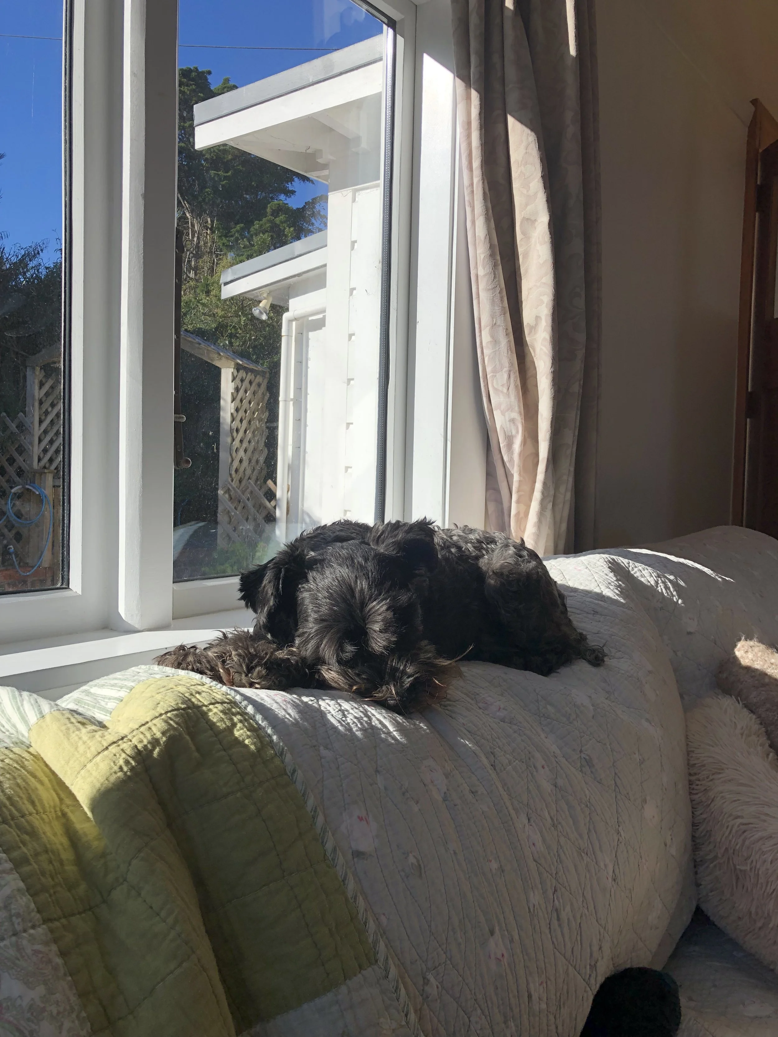 Small black dog lying on a sofa near a sunny window with a green and white quilt.