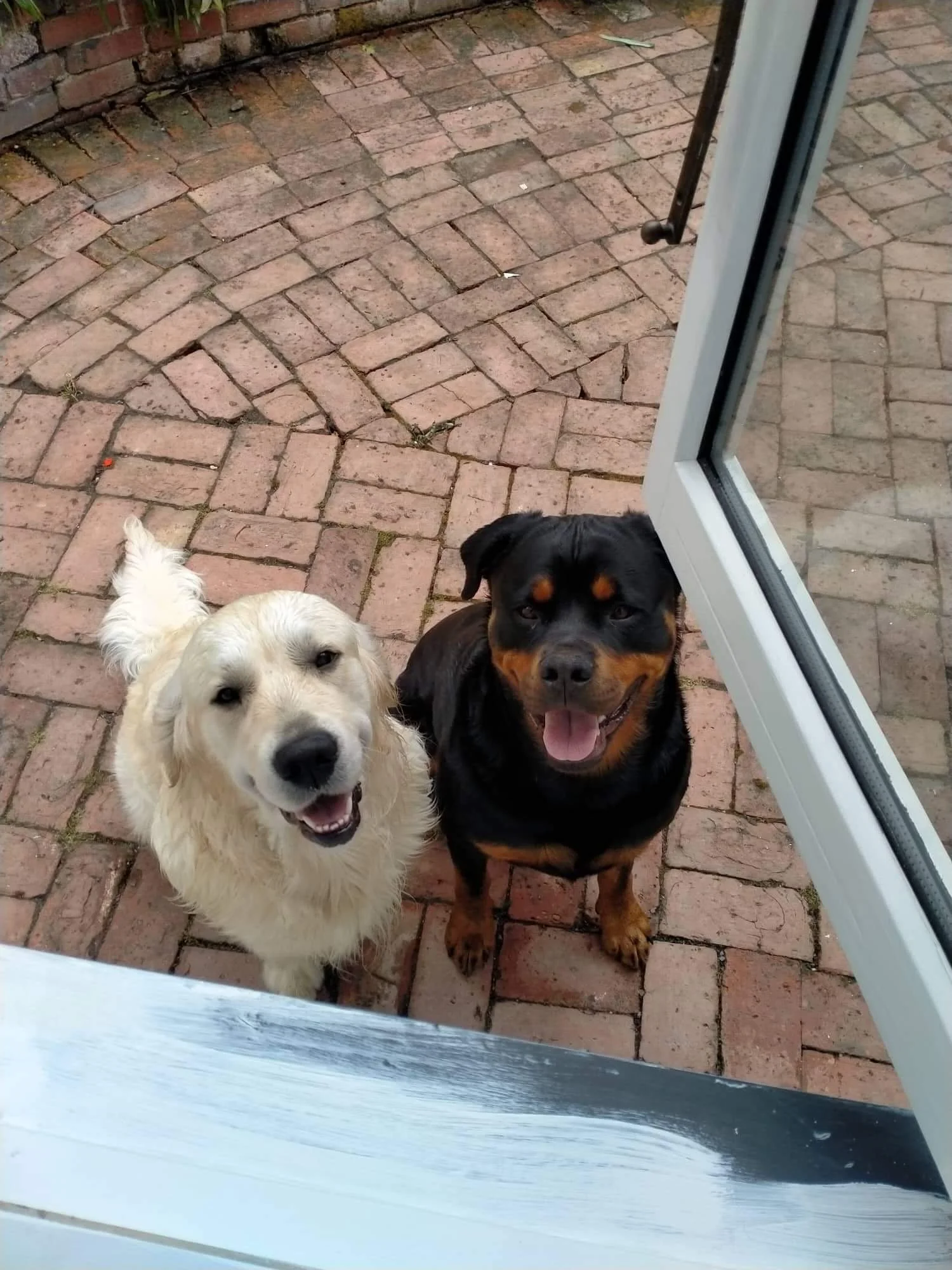 A white Golden Retriever and a Rottweiler standing on a brick patio next to an open door.