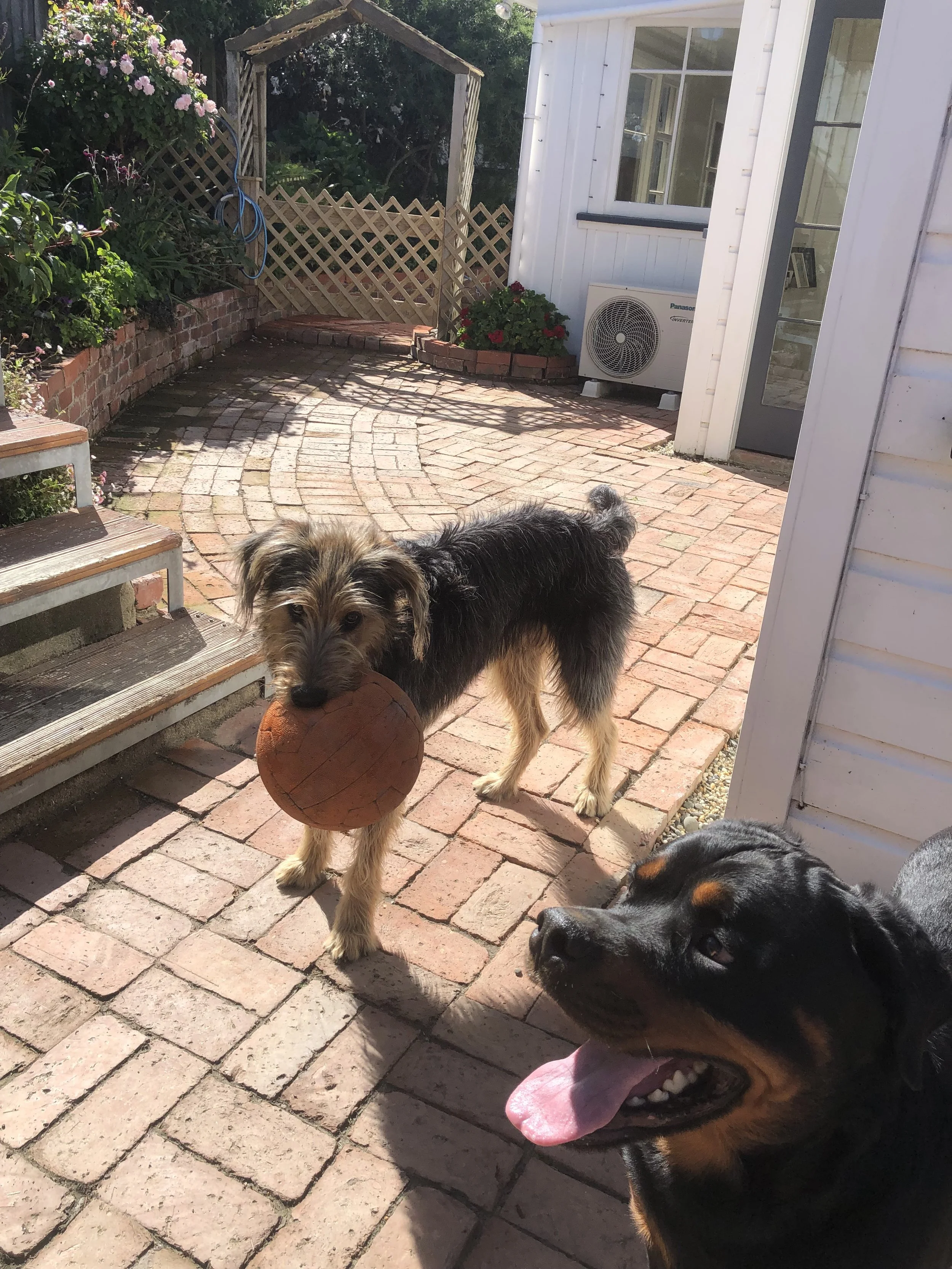 Two dogs in a brick patio, one holding a ball, partial view of house and garden.