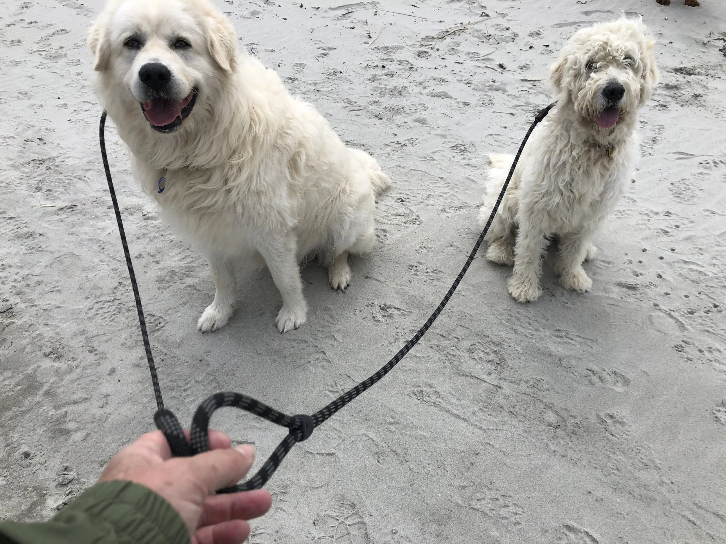 Two white fluffy dogs on a sandy beach, held on leashes by a person's hand.