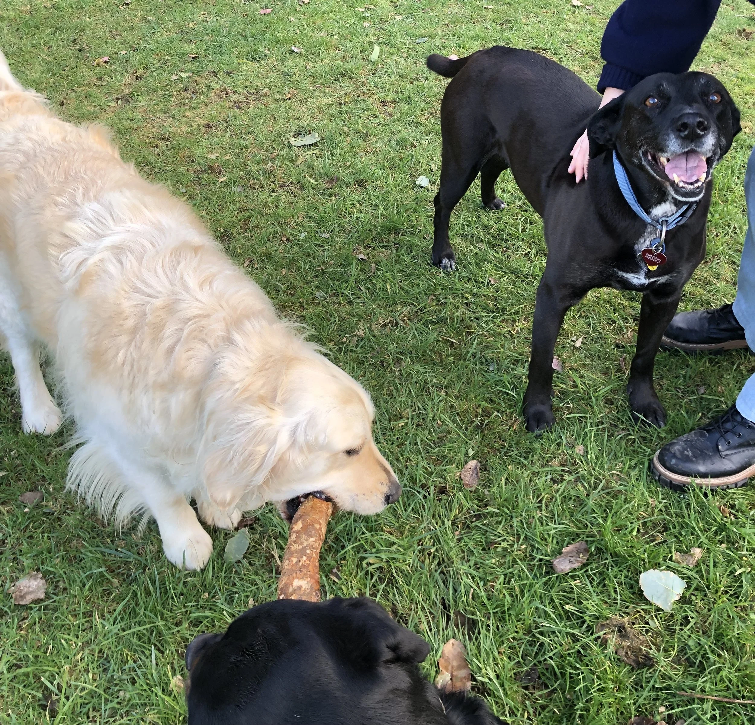 Three dogs on grass, with a Golden Retriever holding a stick, a black dog standing nearby, and part of a person in jeans and boots visible.