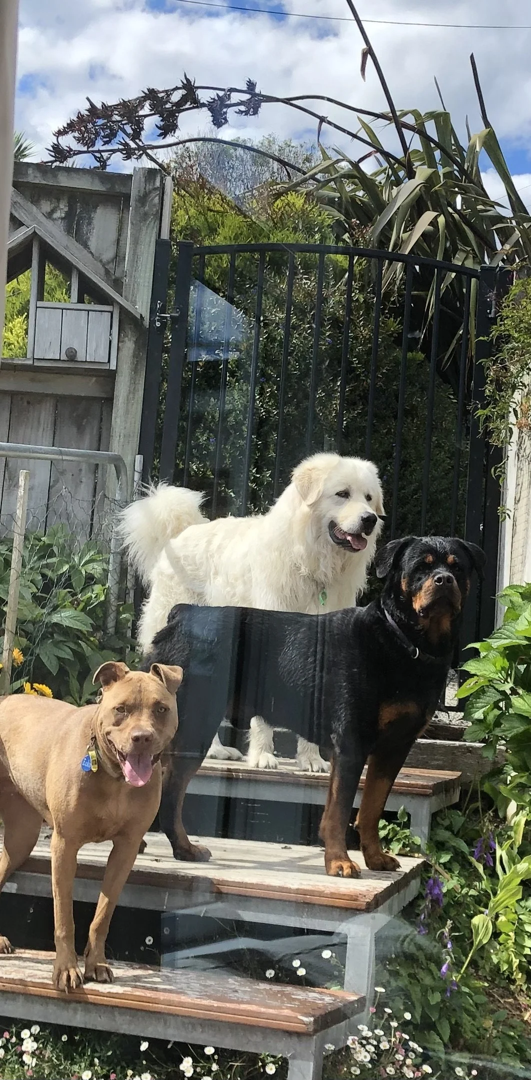 Three dogs standing on wooden steps in a garden with plants and a fence in the background.