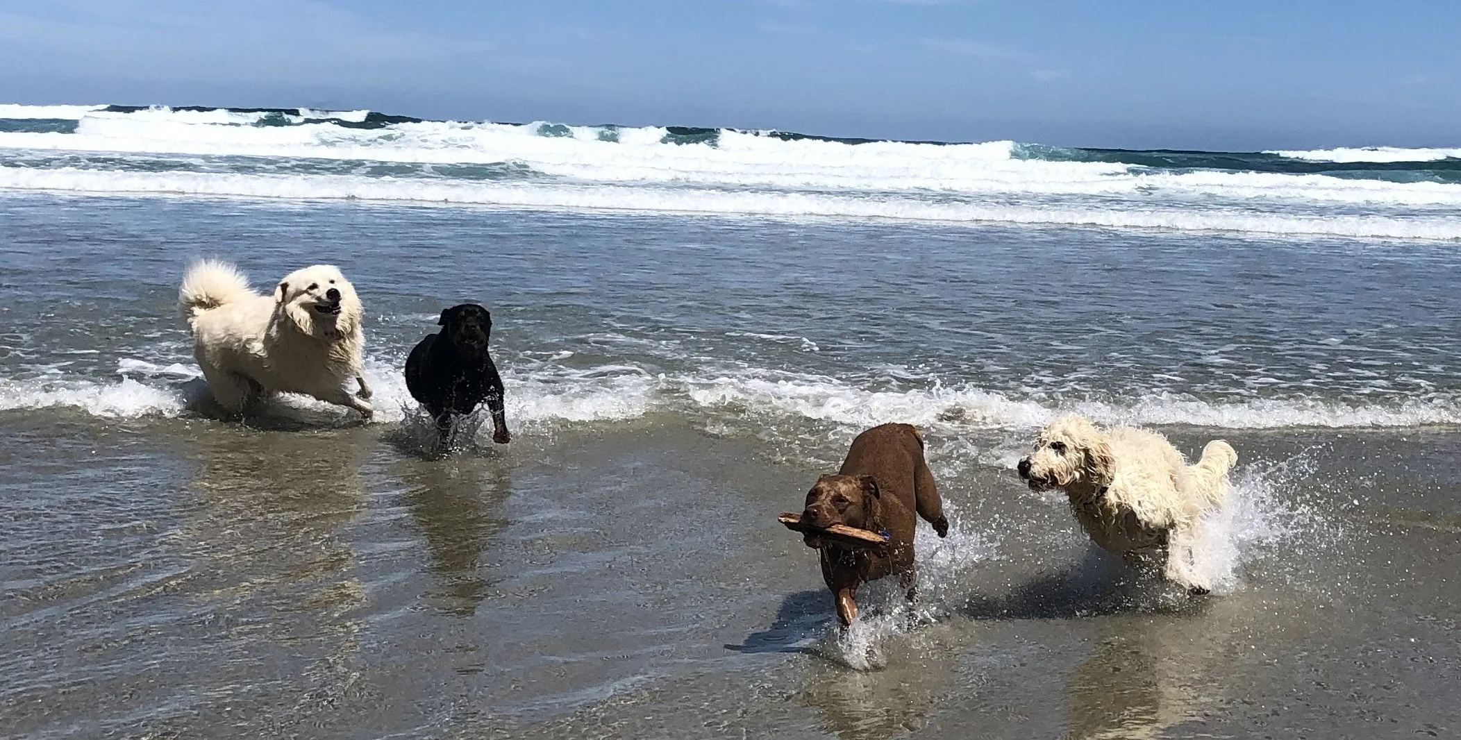 Four dogs playing in shallow ocean water, with one carrying a stick, under a clear blue sky.