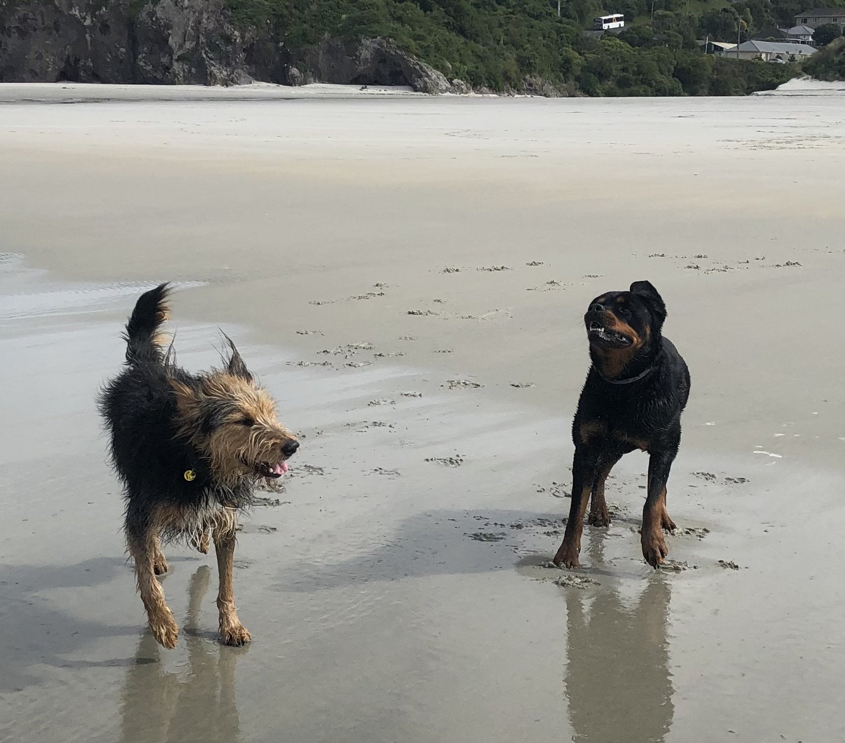 Two dogs playing on a beach, one is a small scruffy dog and the other is a Rottweiler. They are standing on wet sand with greenery and rocks in the background.