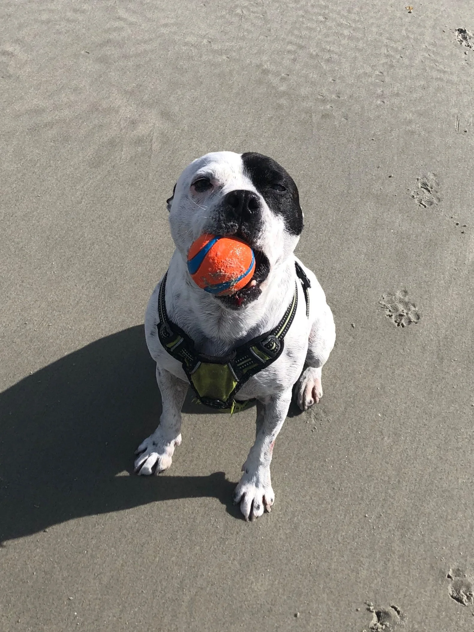 Dog on beach with orange and blue ball