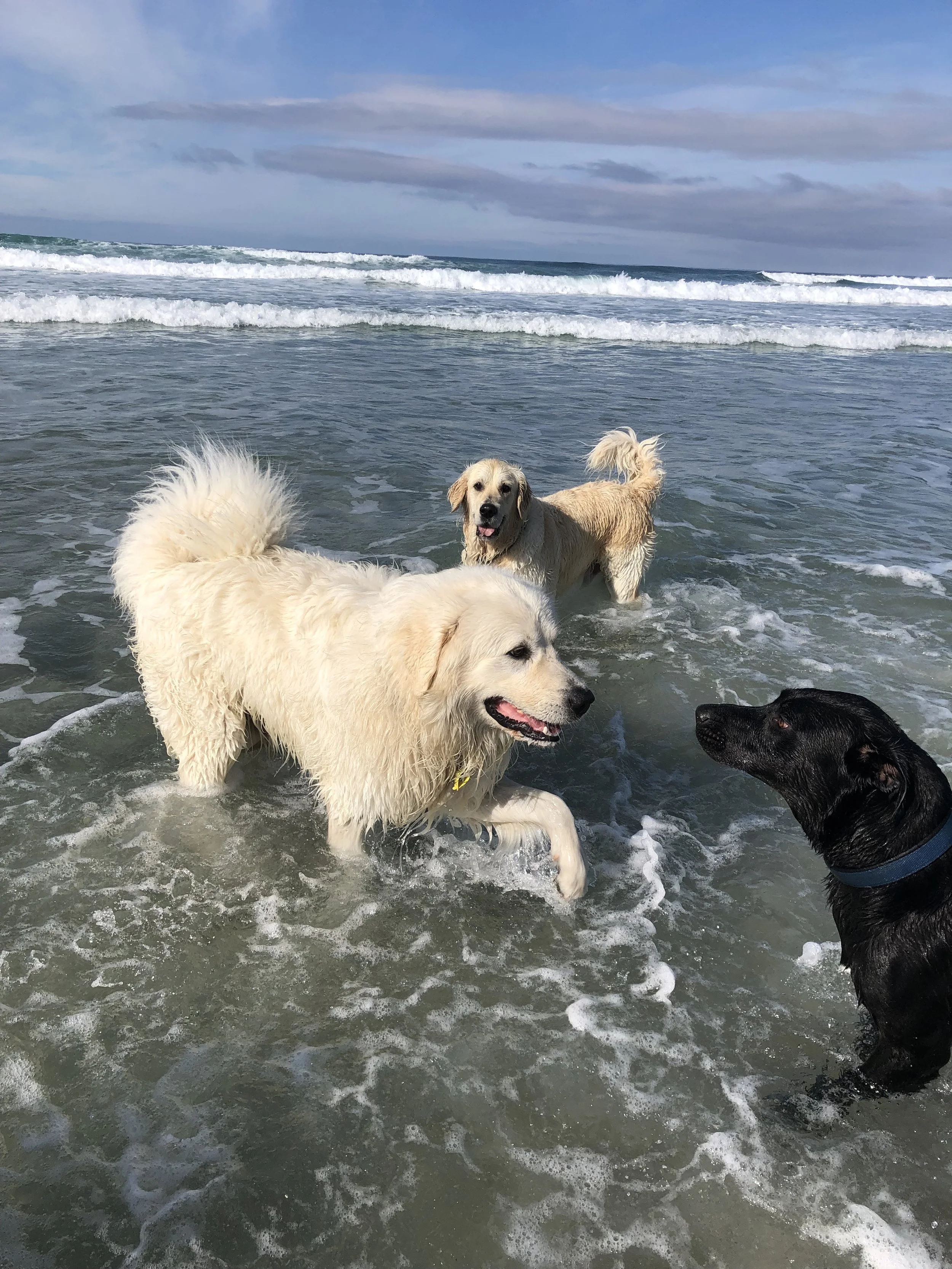 Three dogs playing in the ocean surf at the beach.