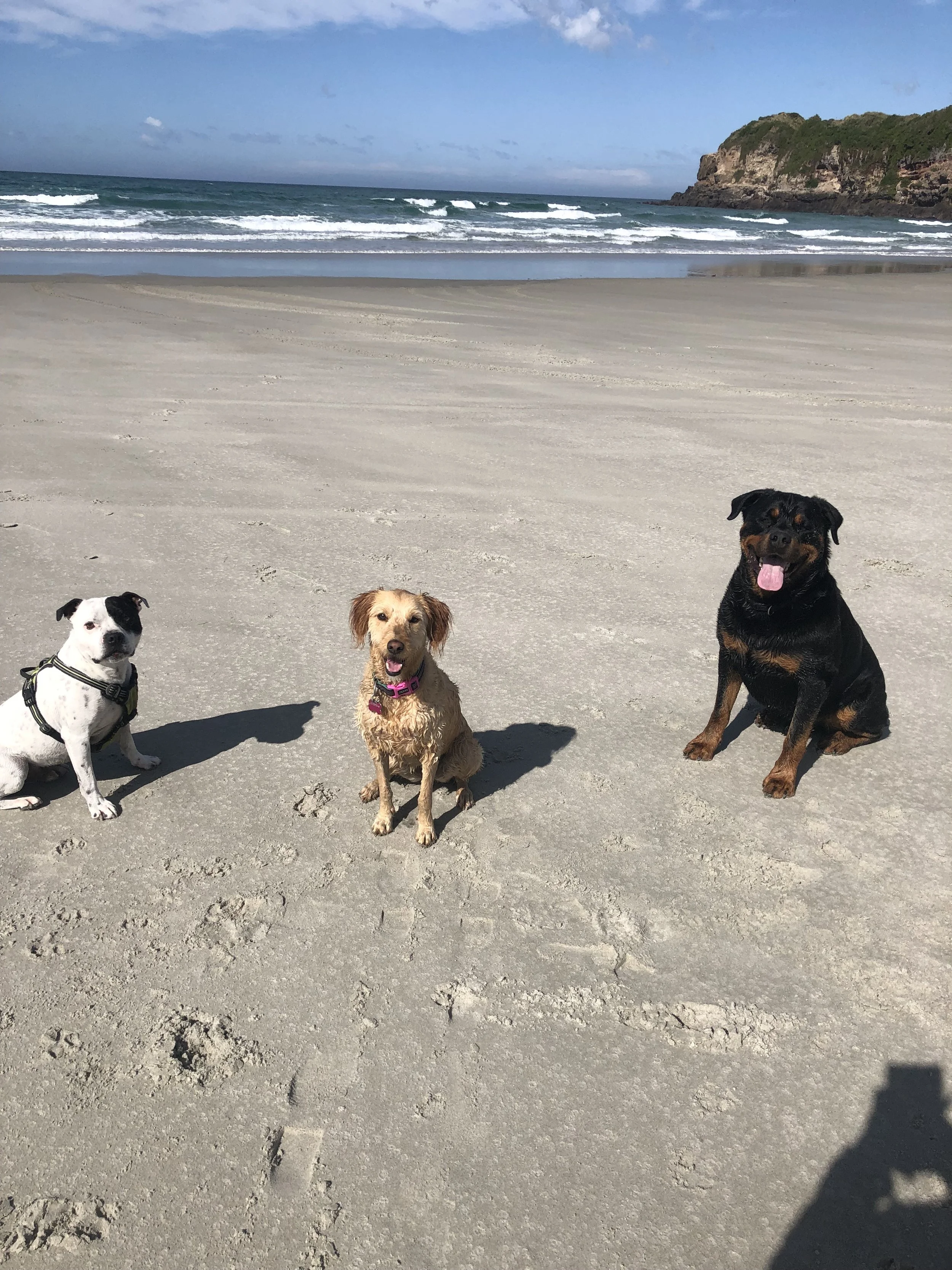Three dogs sitting on a sandy beach with ocean waves in the background.