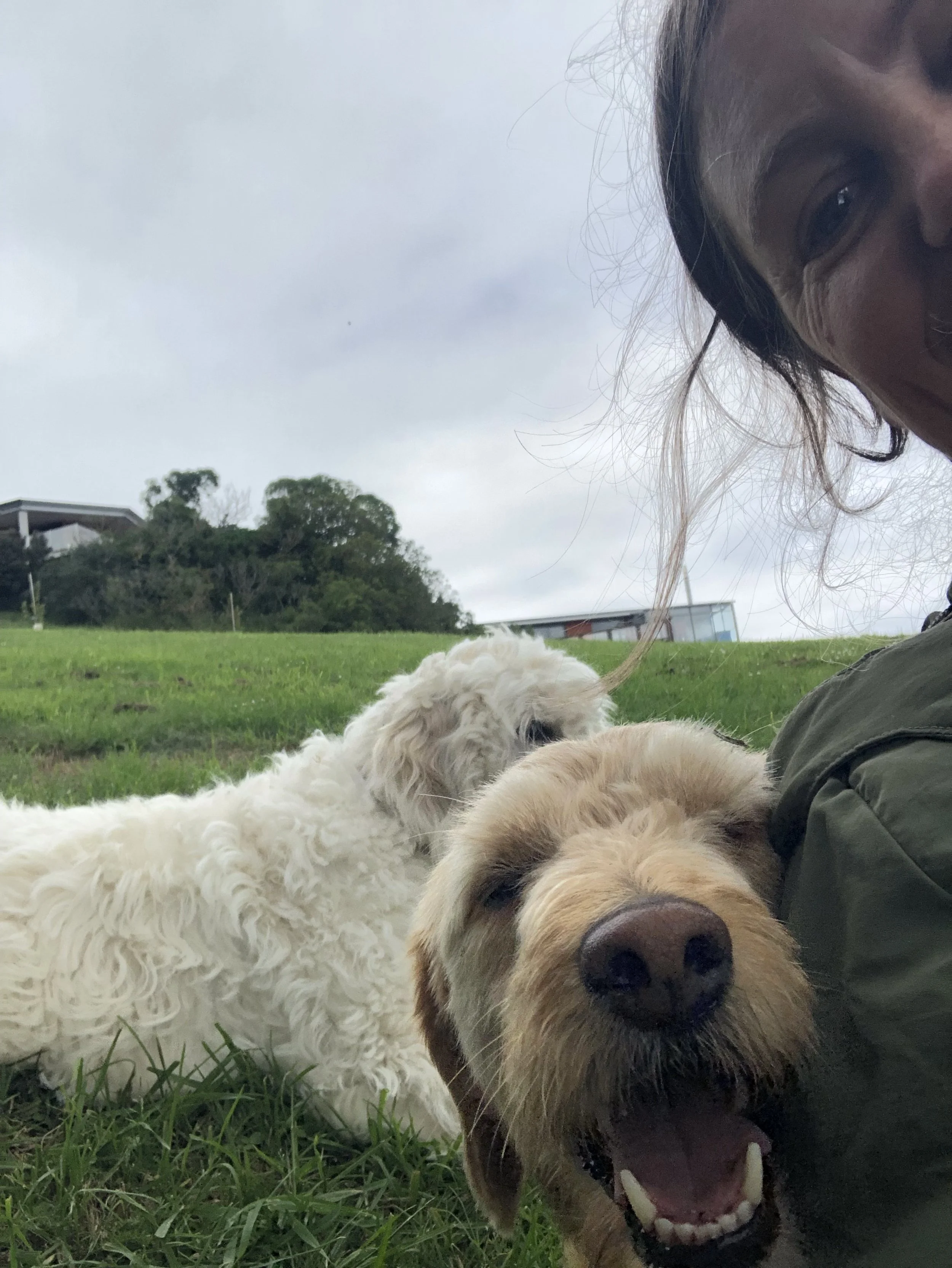 A person with long hair partially visible next to two fluffy dogs lying on grass. One dog is beige and looks happy with its mouth open, and the other dog is white, resting in the background. There's greenery and a building in the distant background.