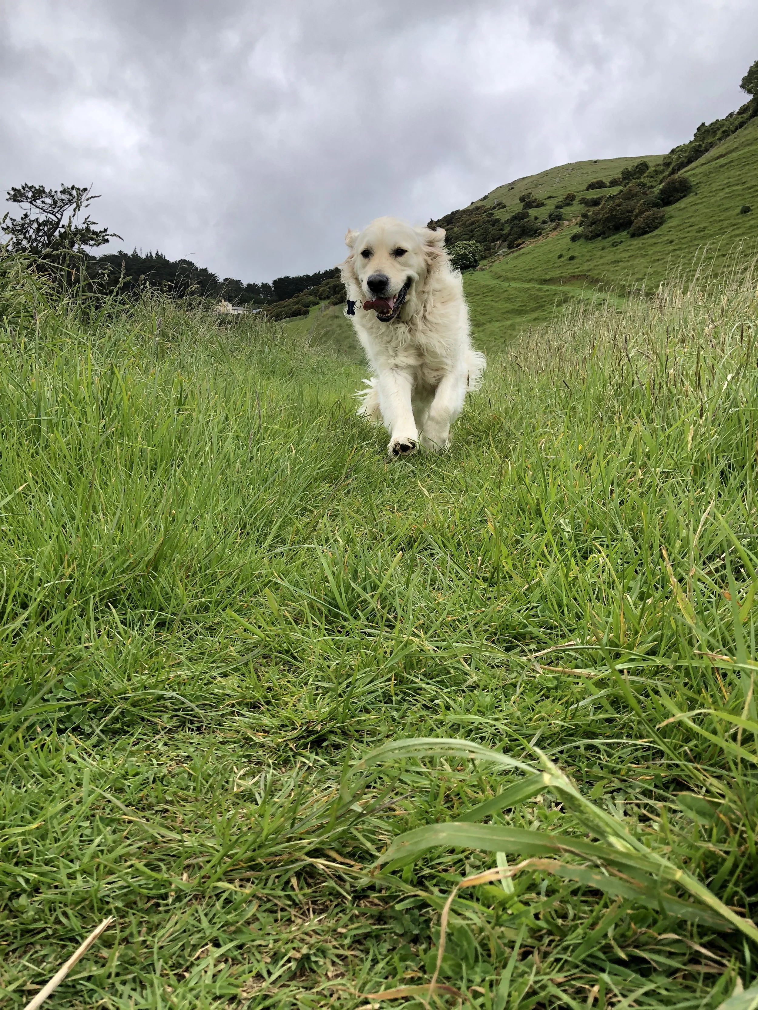 Golden retriever running on a grassy hill with cloudy sky