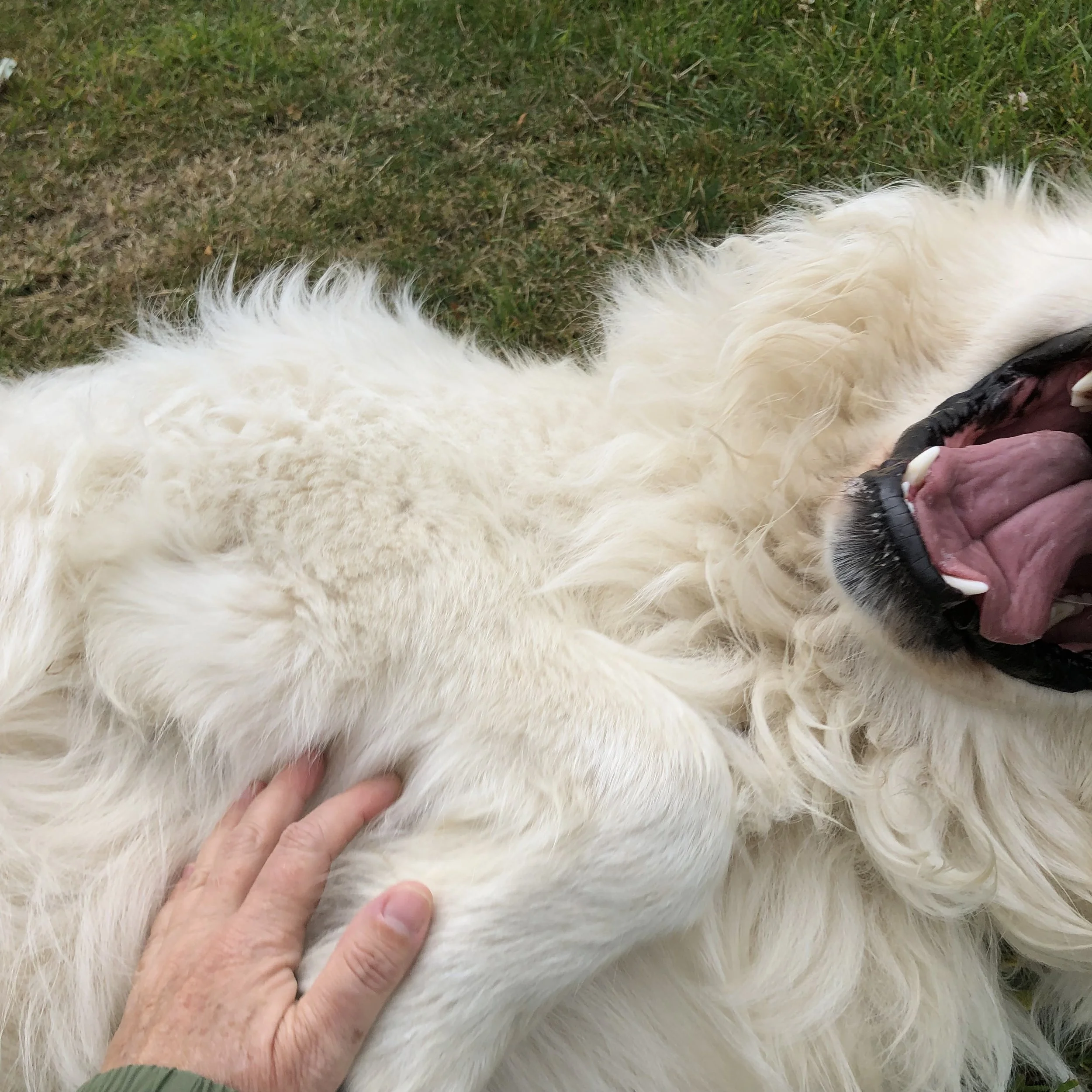 A person petting a fluffy white dog laying on the grass.
