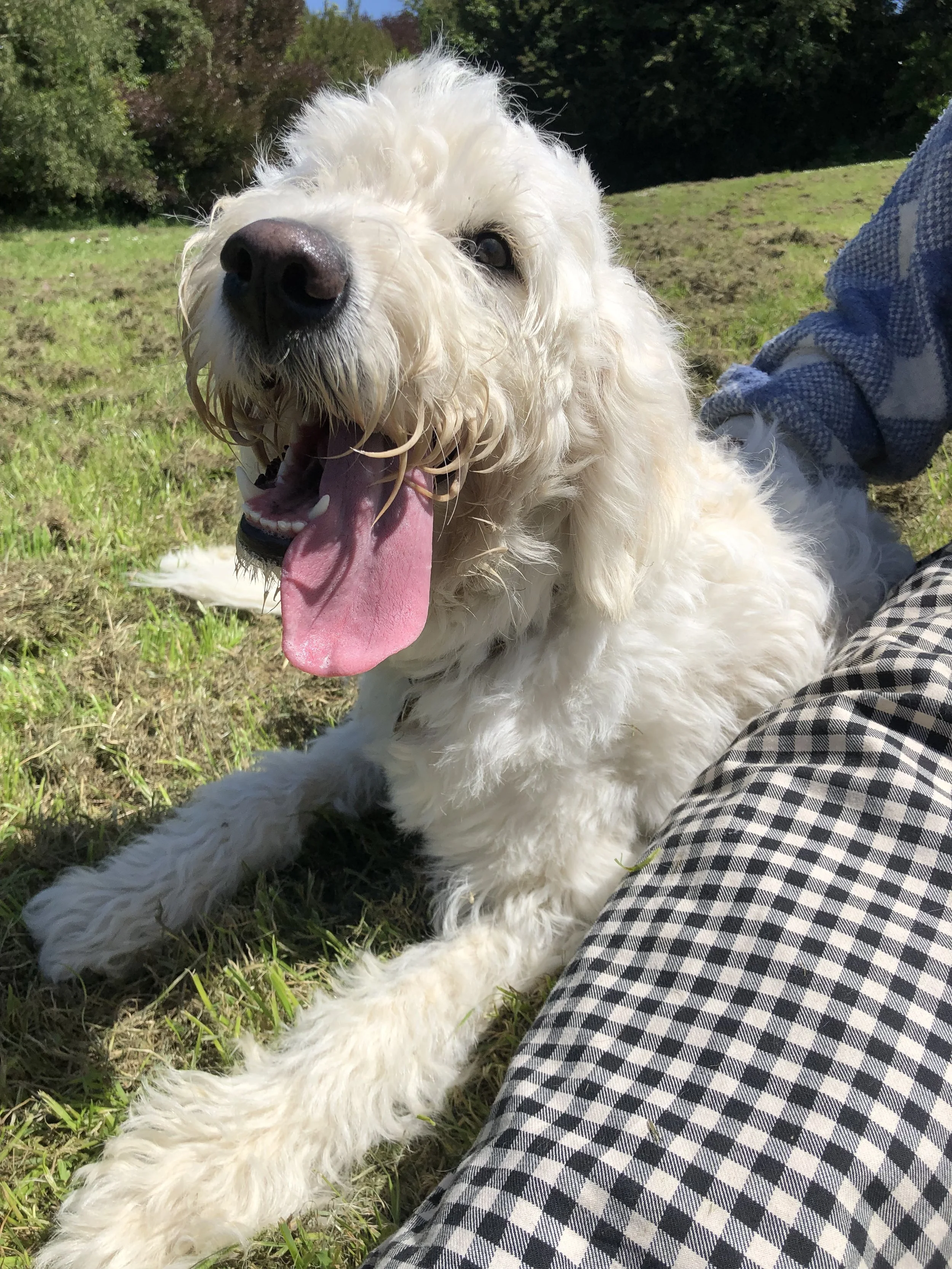 Happy white dog with tongue out lying on grass next to person in checkered pants.