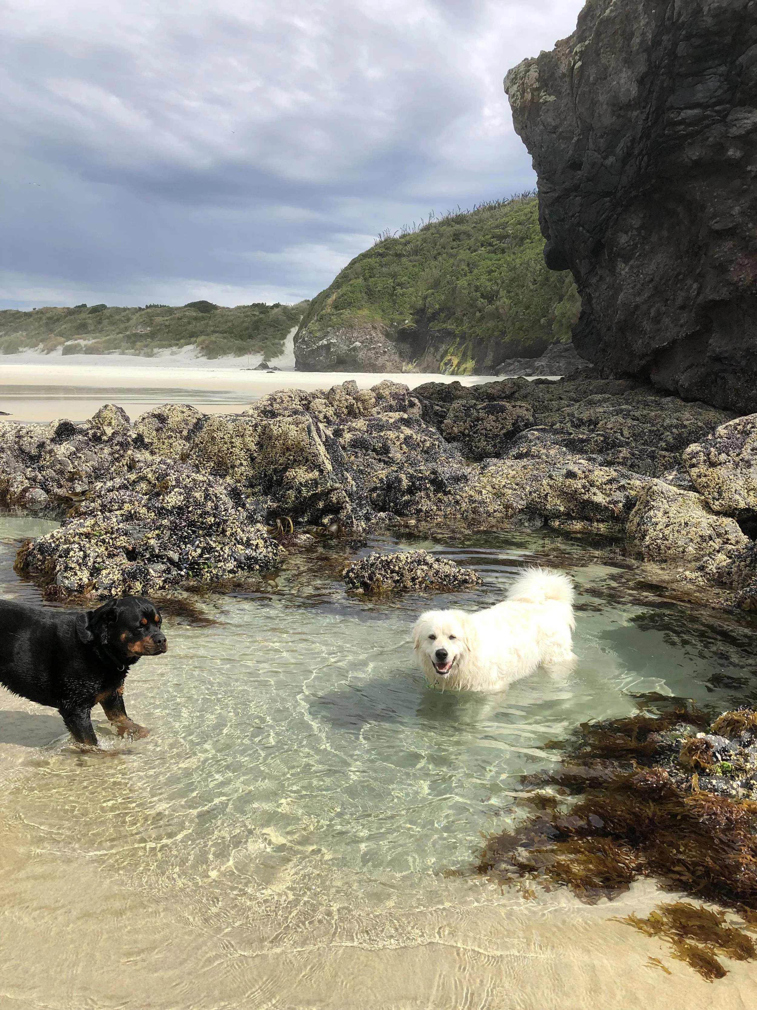 Two dogs standing in a shallow tidal pool on a sandy beach with rocky surroundings and a hillside in the background under a cloudy sky.