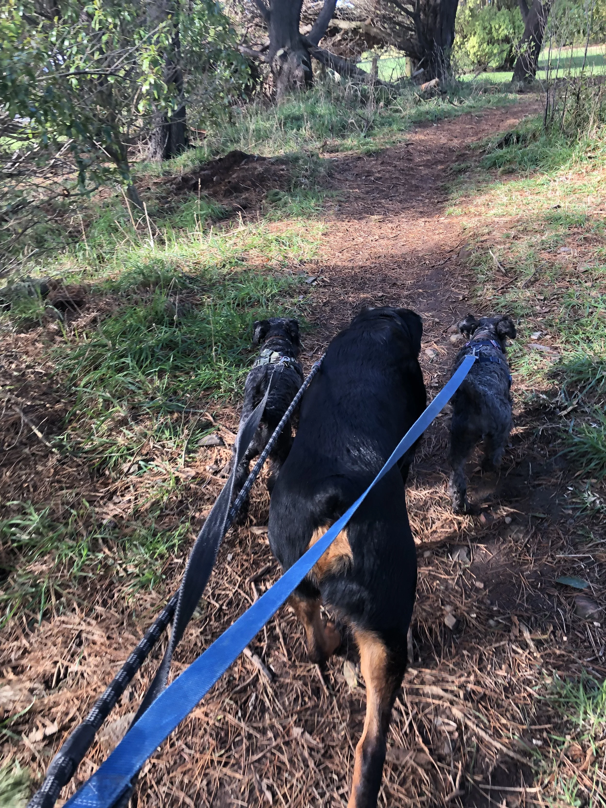 Three dogs on leashes walking on a wooded trail