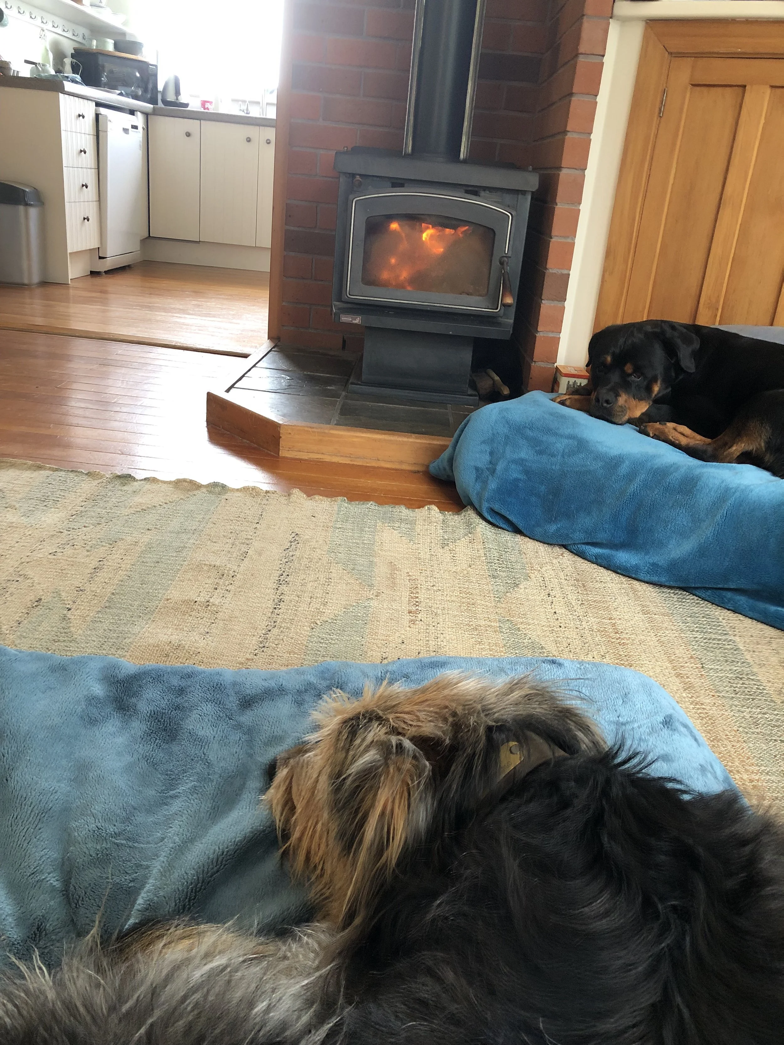 Two dogs lounging on blue cushions near a wood-burning stove in a cozy living room with a view into a kitchen.