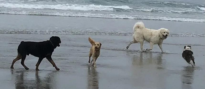 Four dogs running and playing on a beach by the ocean, with waves in the background.