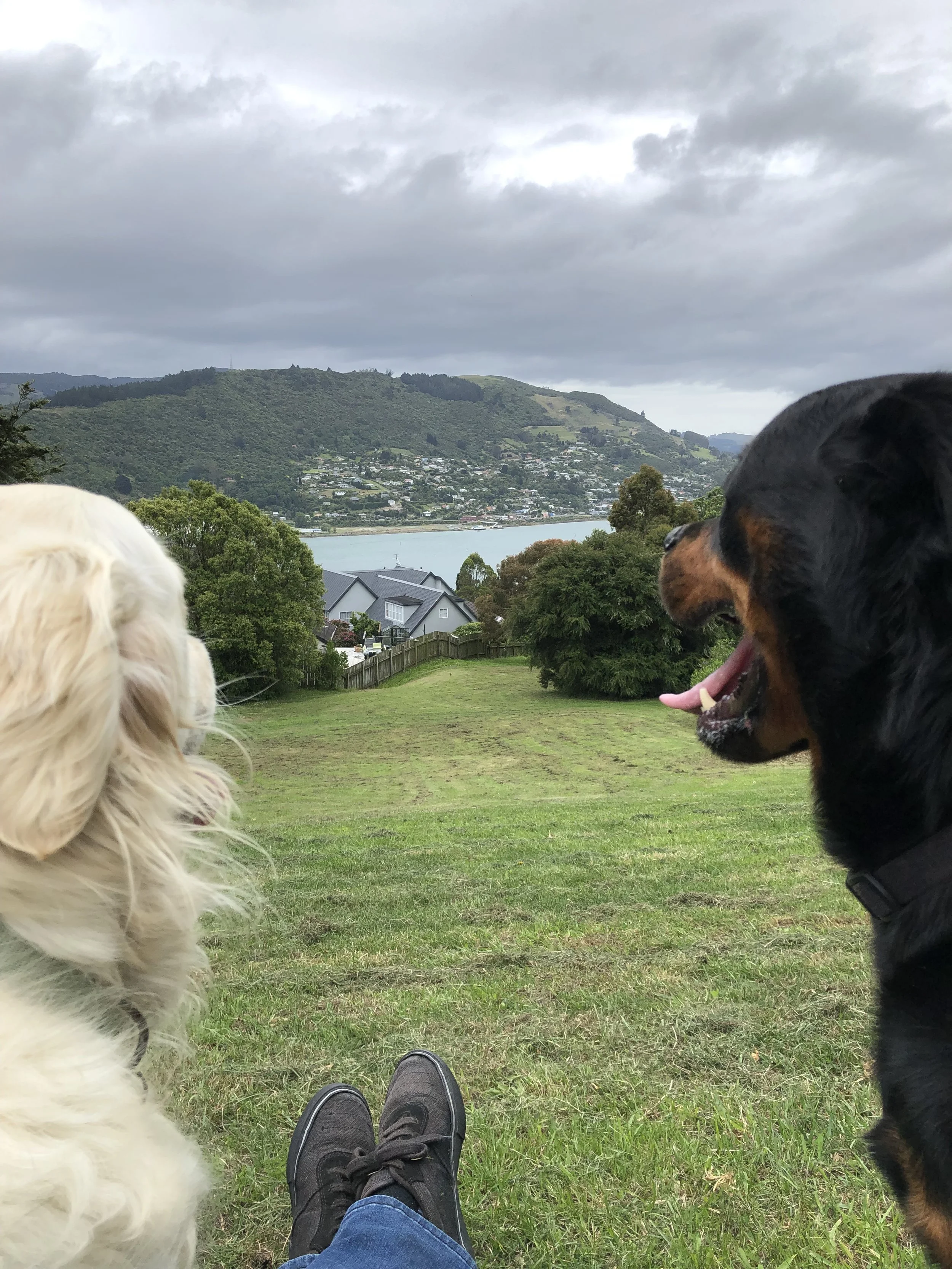Two dogs sitting on a grassy hill overlooking a scenic view of a bay and hillside town, with a person’s feet in the foreground.