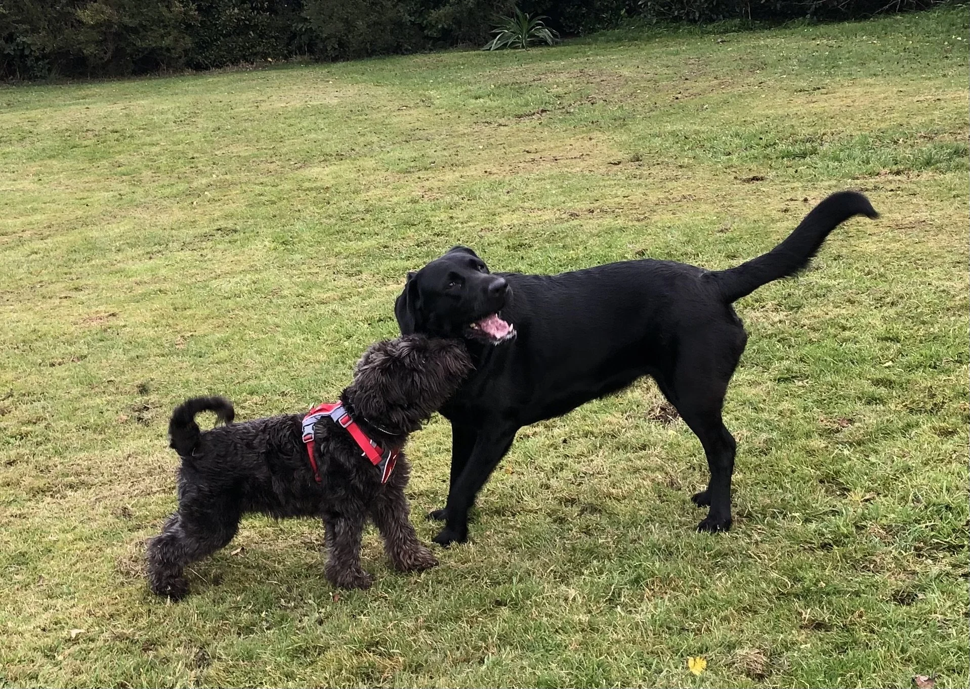 Two dogs playing on grassy field; one is a black Labrador, the other is a smaller, curly-haired dog wearing a red harness.