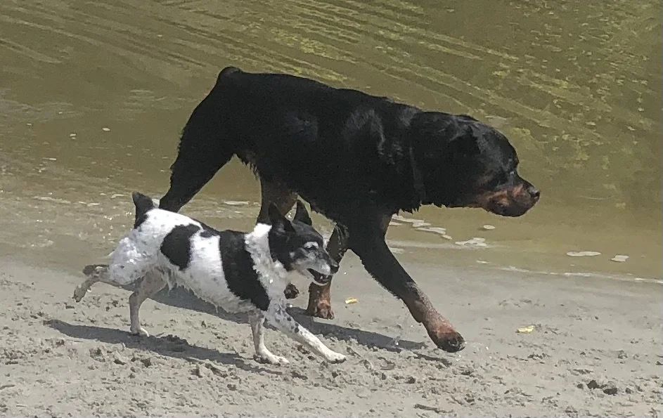 Two dogs, a large black and brown Rottweiler and a small black and white dog, walking together on a sandy riverbank.