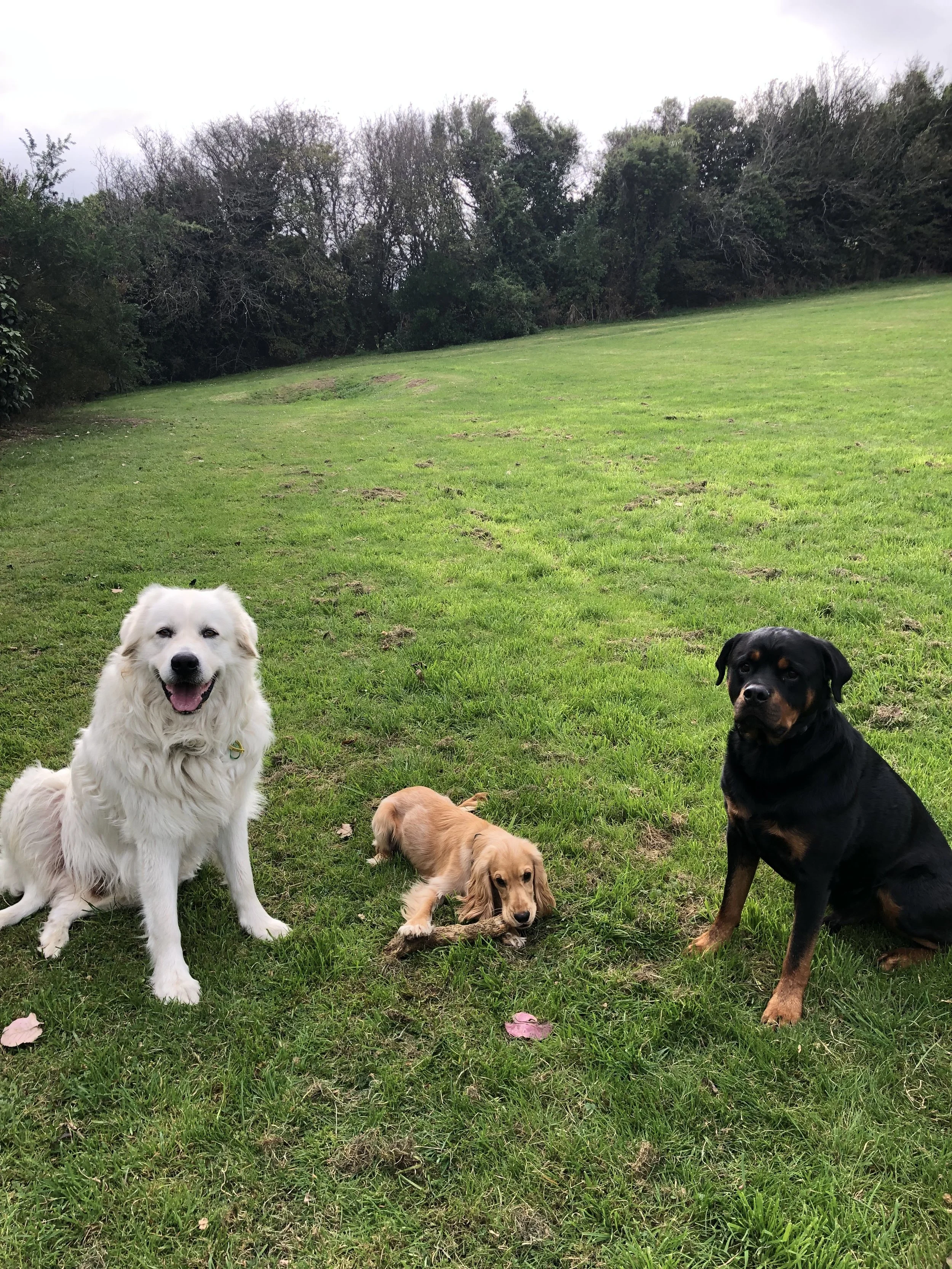 Three dogs on a grassy field, including a white fluffy dog, a small brown dog chewing a stick, and a black and tan dog.