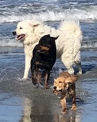 Three dogs running in ocean waves on a beach.