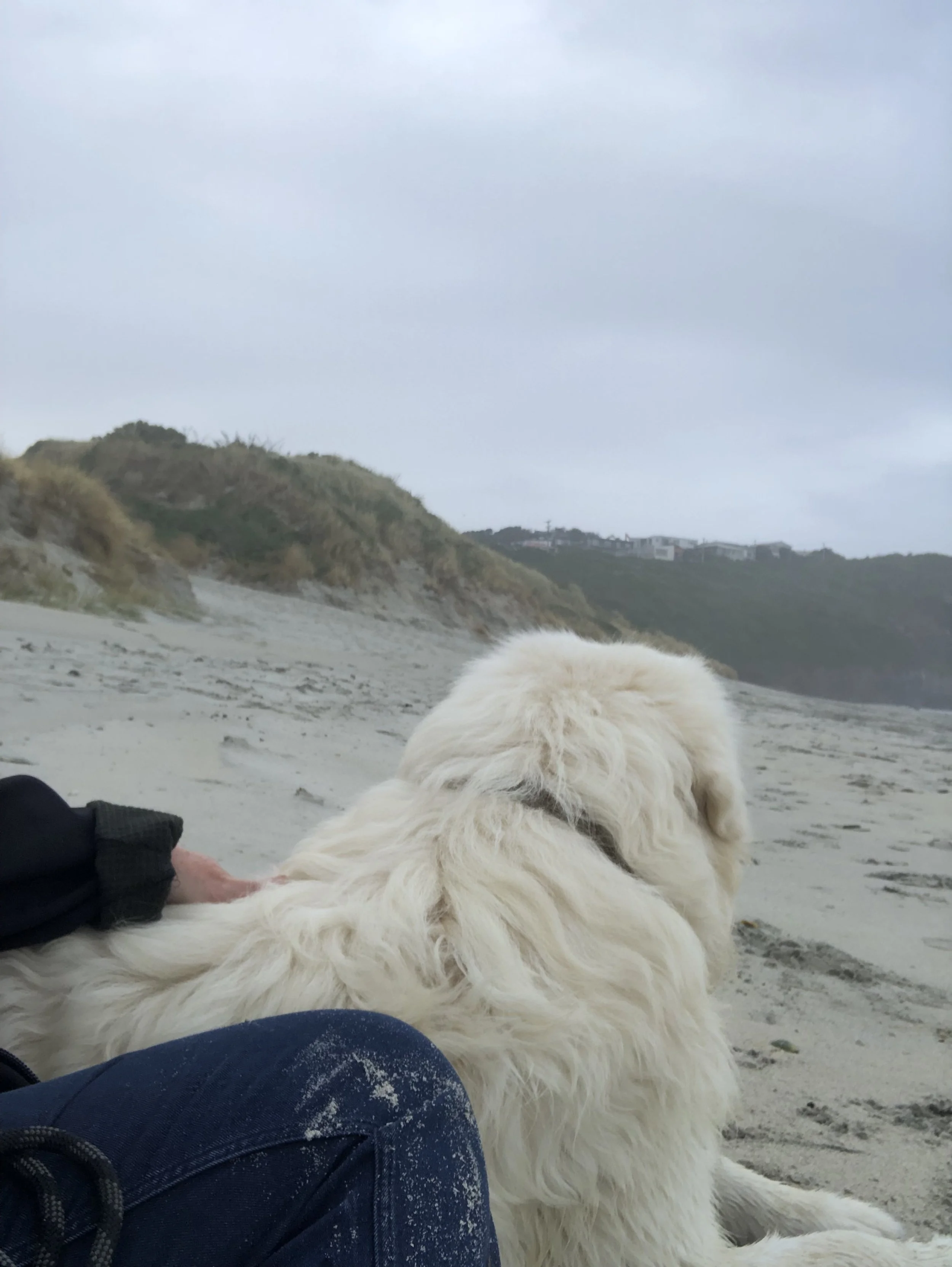 Person sitting beside a large white dog on a sandy beach with grassy dunes in the background.