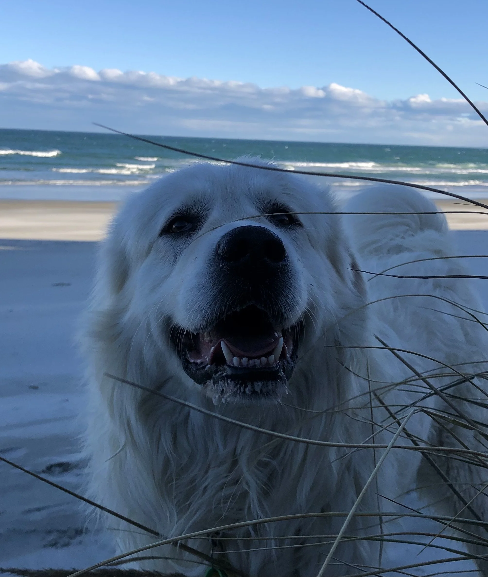 White dog on a beach with ocean background, partially obscured by dune grass.