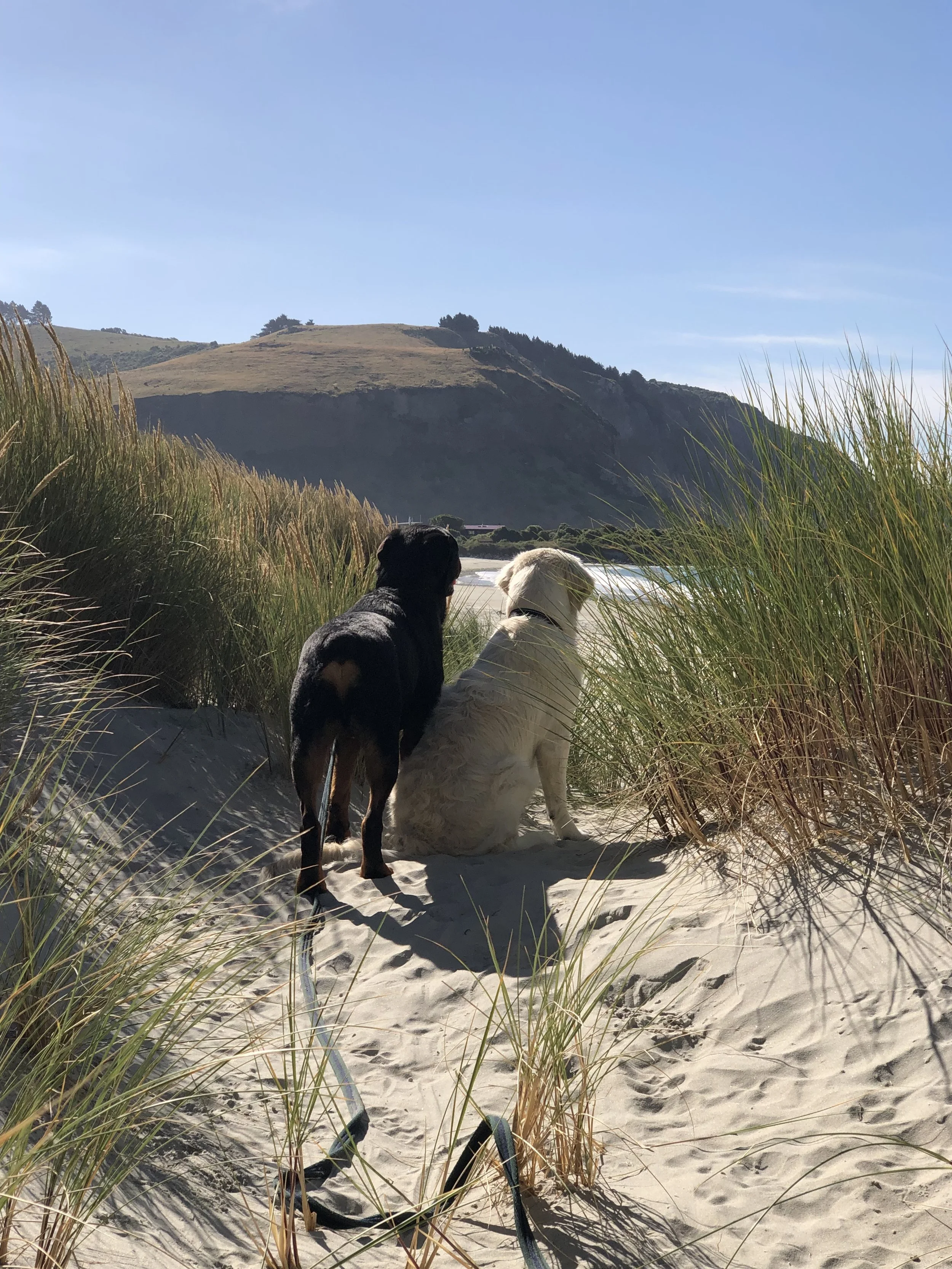 Two dogs standing on a sandy beach with tall grasses, looking towards a distant hill under a clear blue sky.