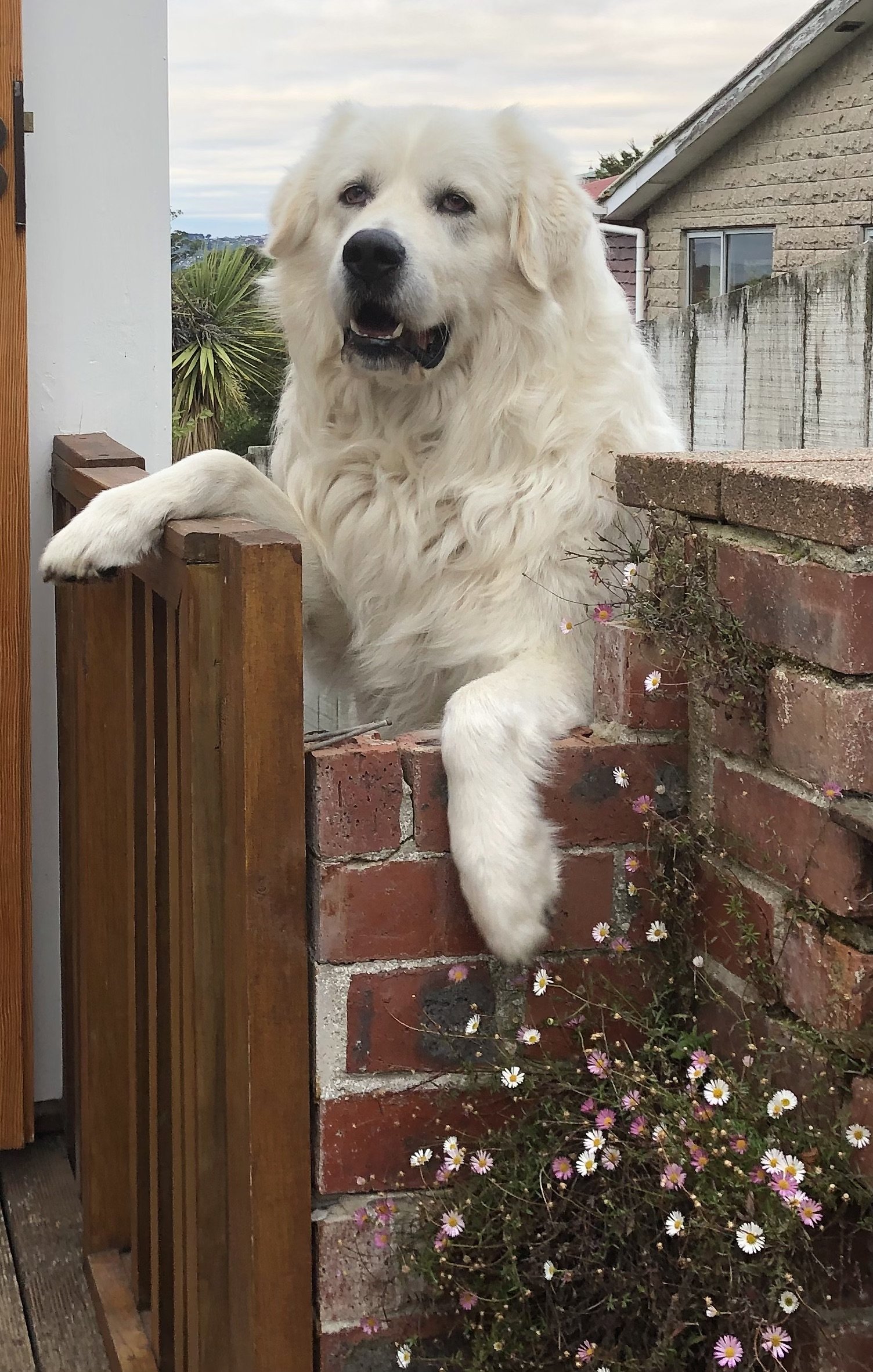 Large white fluffy dog leaning over a wooden and brick wall with flowers.