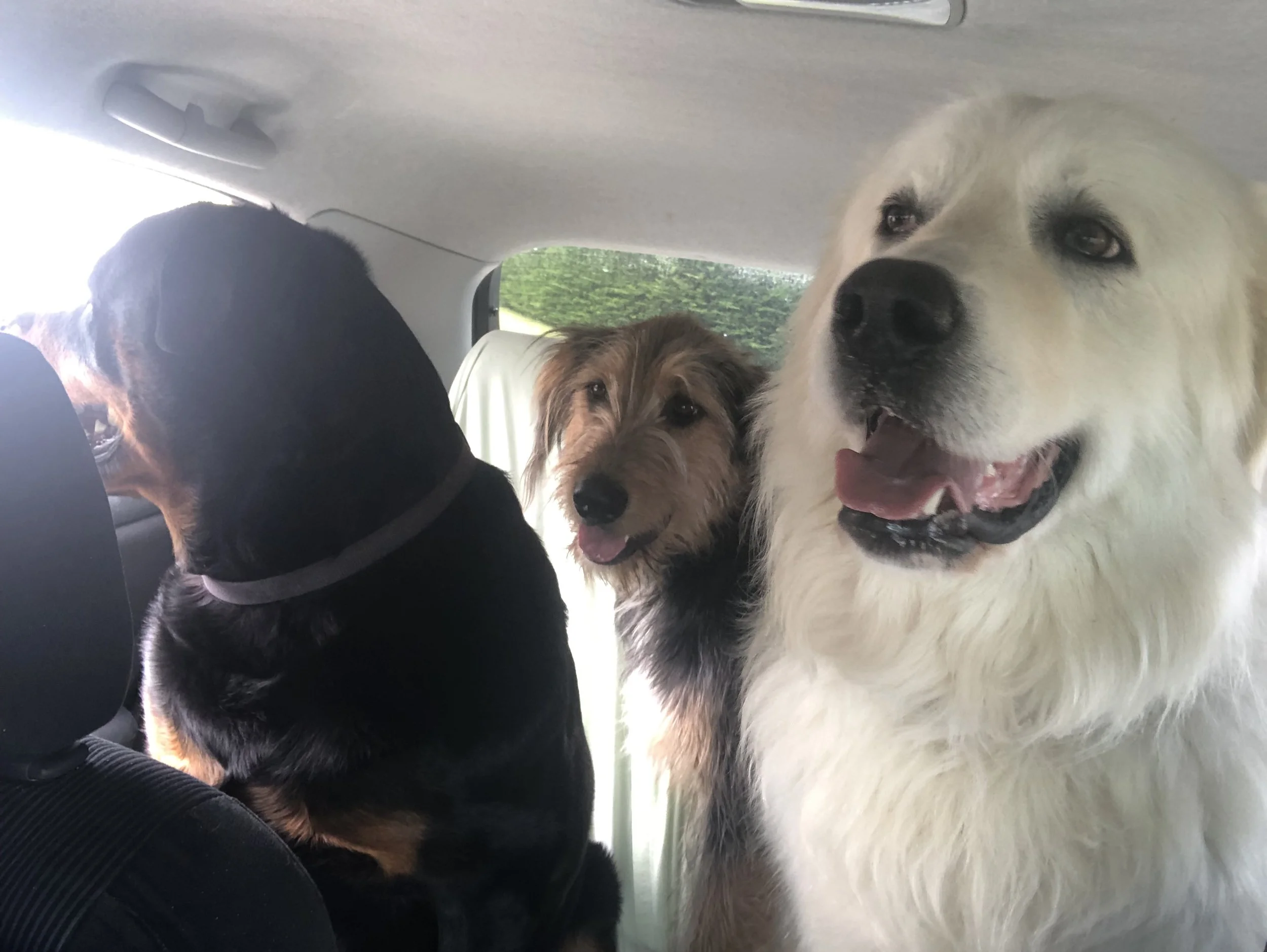Three dogs sitting in the backseat of a car, a Rottweiler looking out the window, a fluffy dog in the middle, and a large white dog smiling with an open mouth.