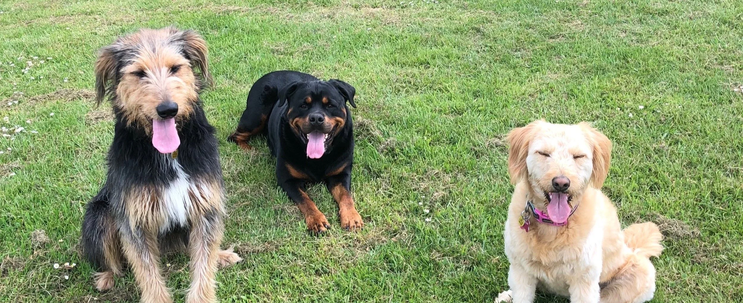 Three dogs sitting on grass, including a Rottweiler, a shaggy mixed breed, and a light-colored dog with a pink collar, all with tongues out.