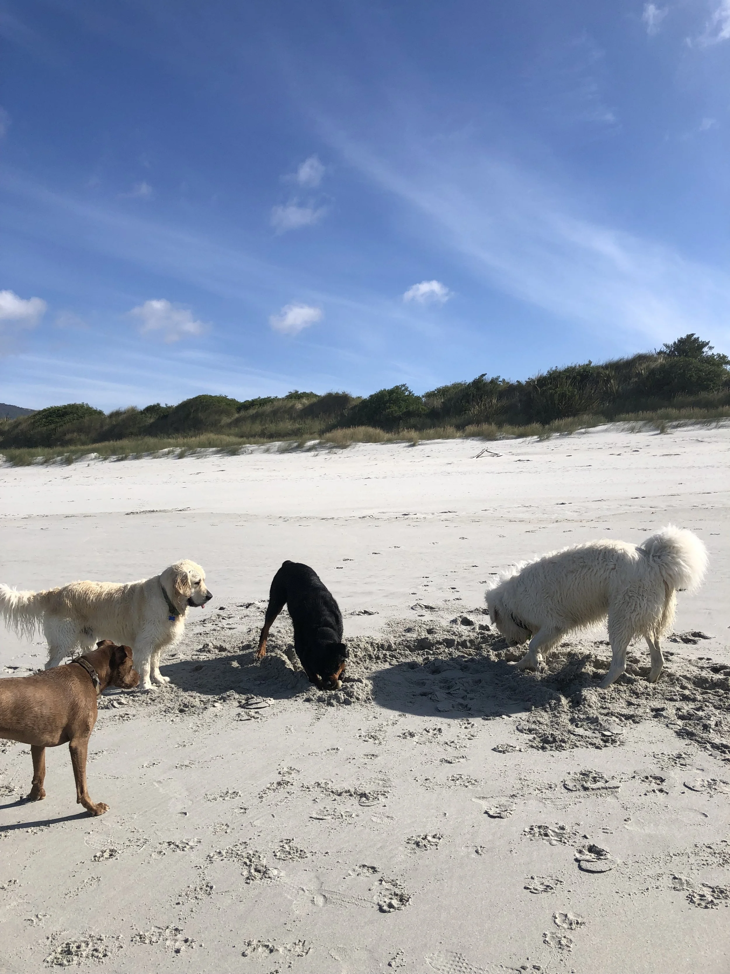 Four dogs on a sandy beach, with two digging in the sand. Clear blue sky with scattered clouds in the background.