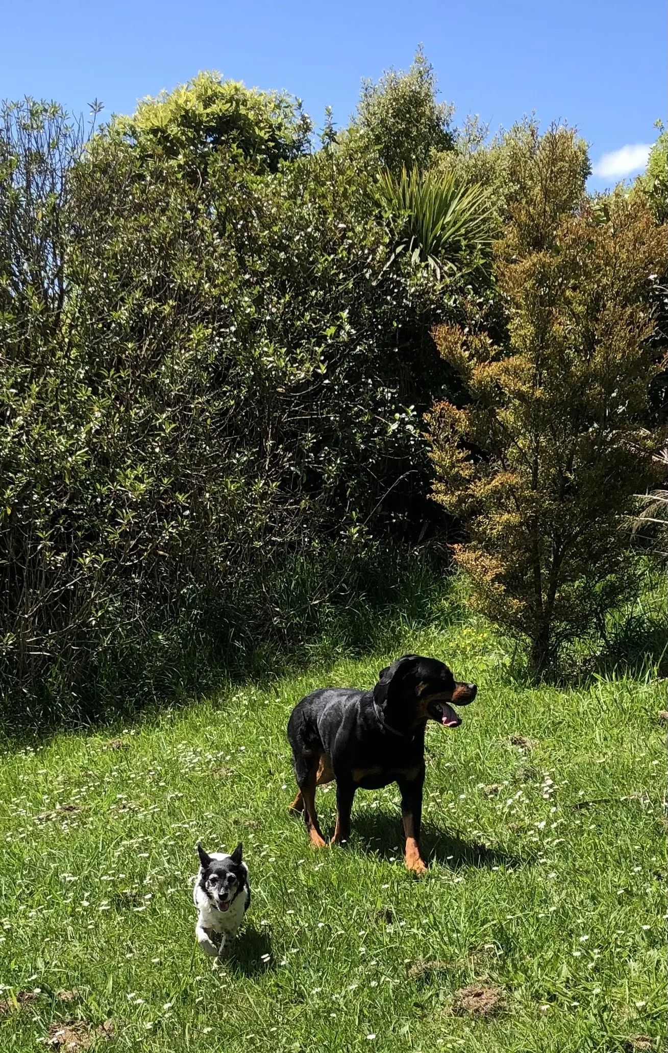 Two dogs, a small black and white one and a larger black and tan one, walking on a grassy field with trees in the background.
