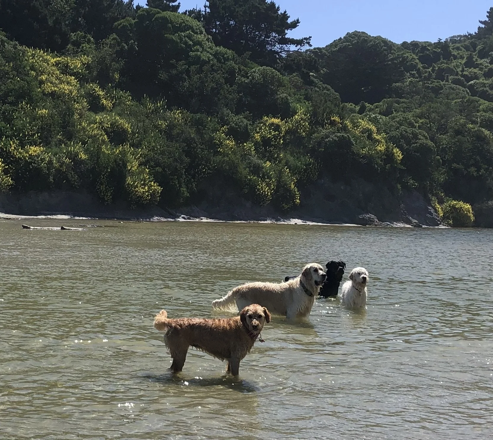 Four dogs standing in shallow water, surrounded by greenery and trees on a sunny day.