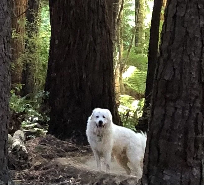 White dog standing among tall trees in a forest.